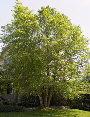 River Birch. Photo: University of Minnesota