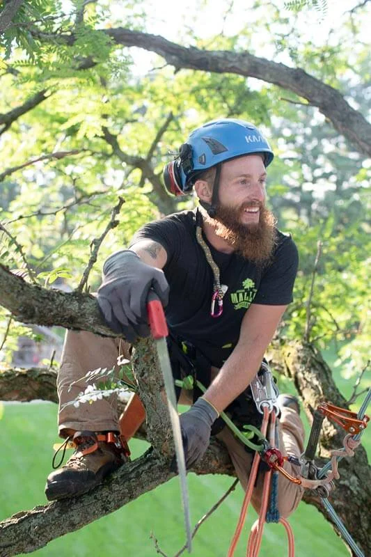 Arborist-on-Branch.jpg