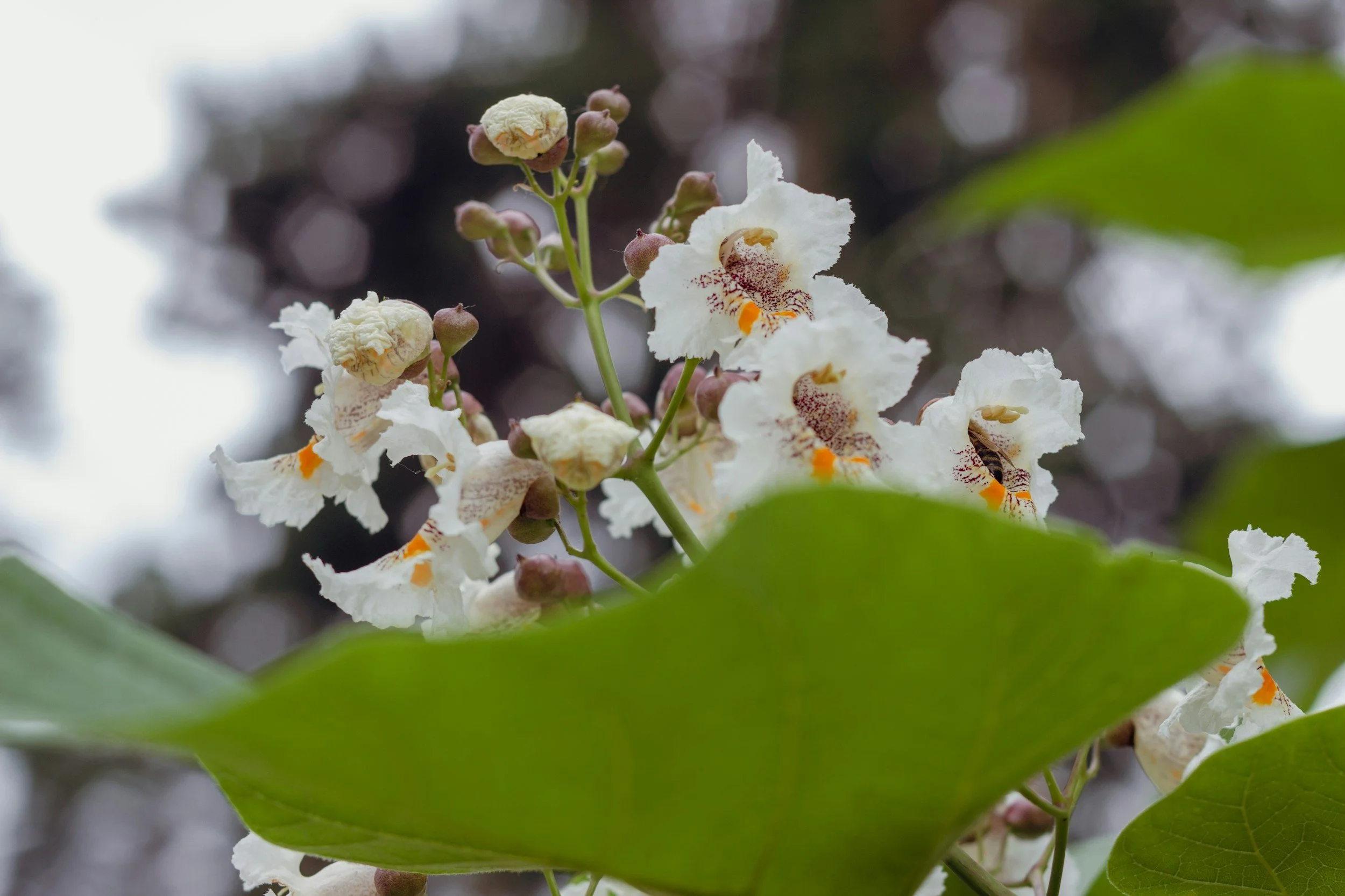 Northern Catalpa