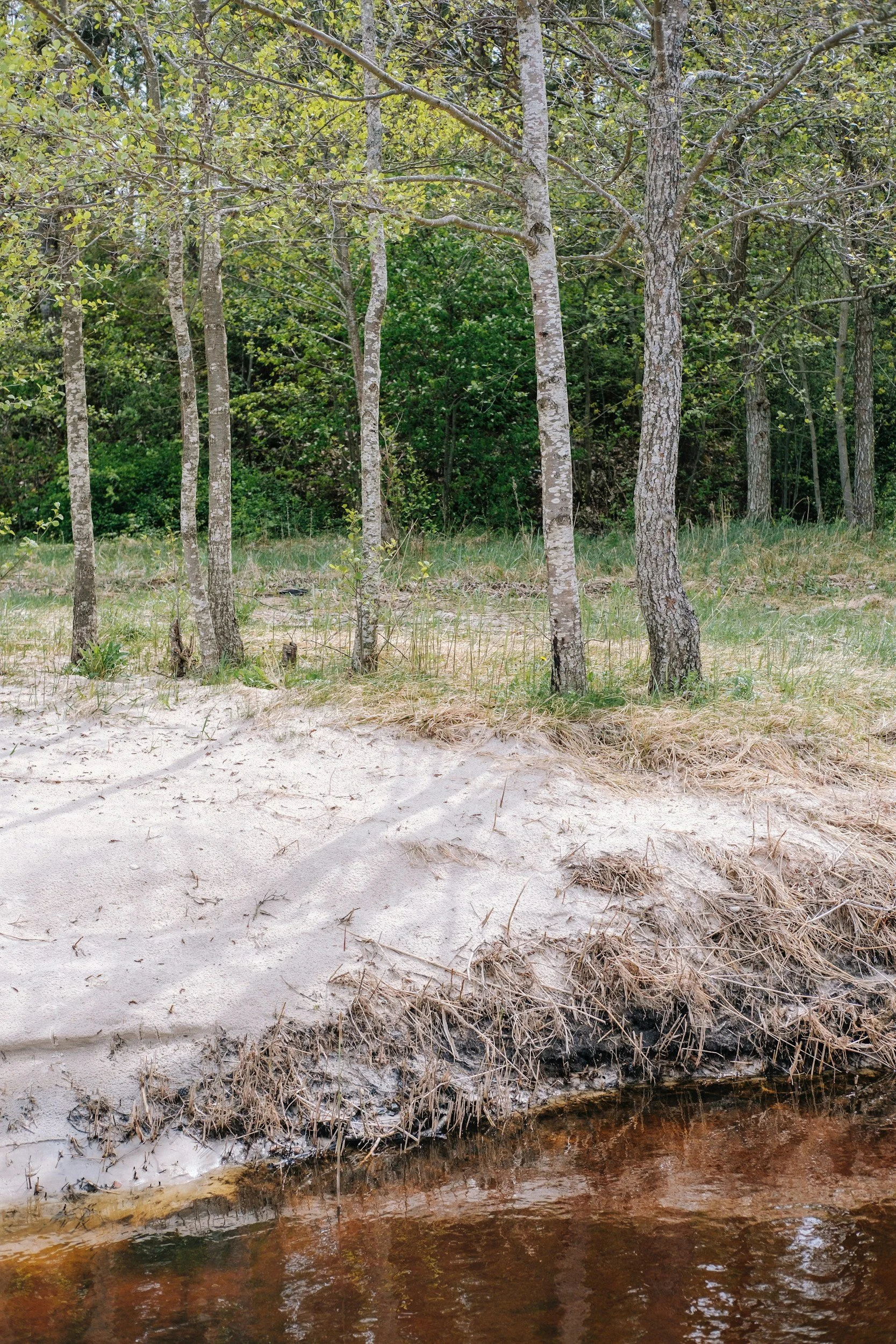 Single Stem River Birch