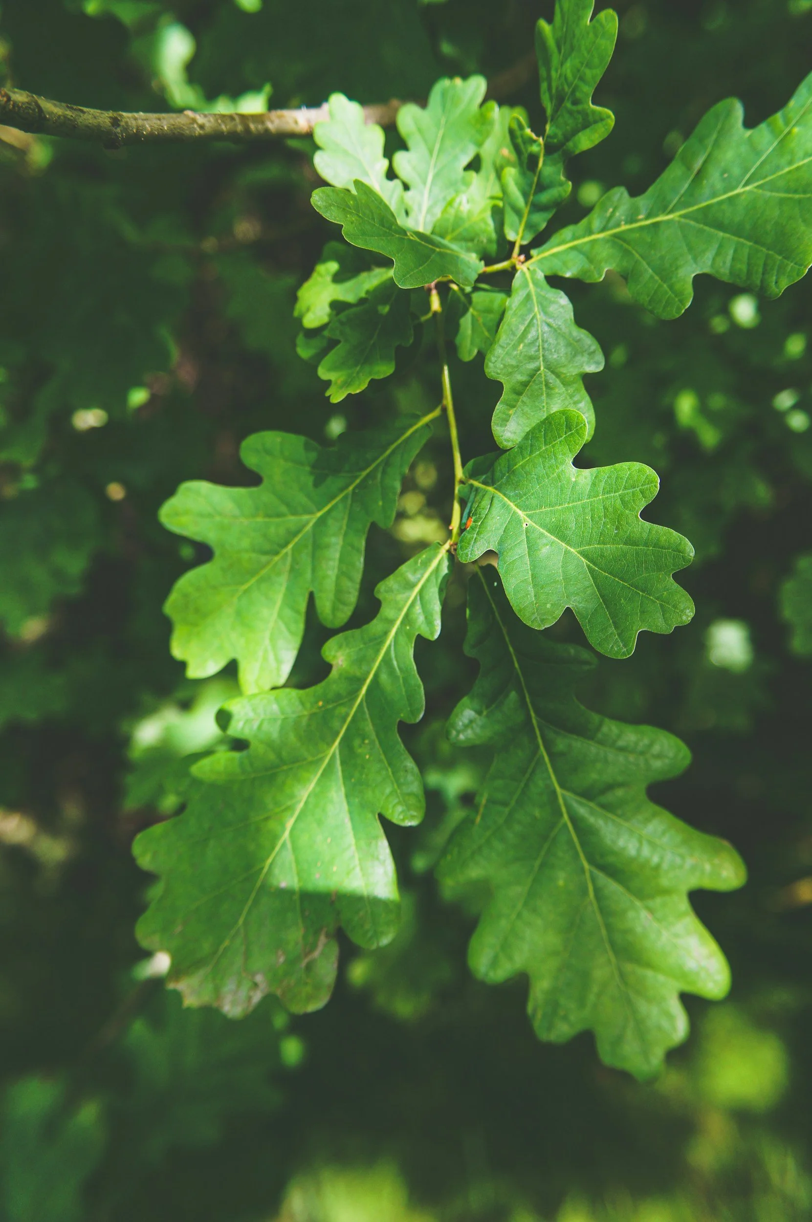 unsplash-image-bjIeFsqbjQ4.jpg