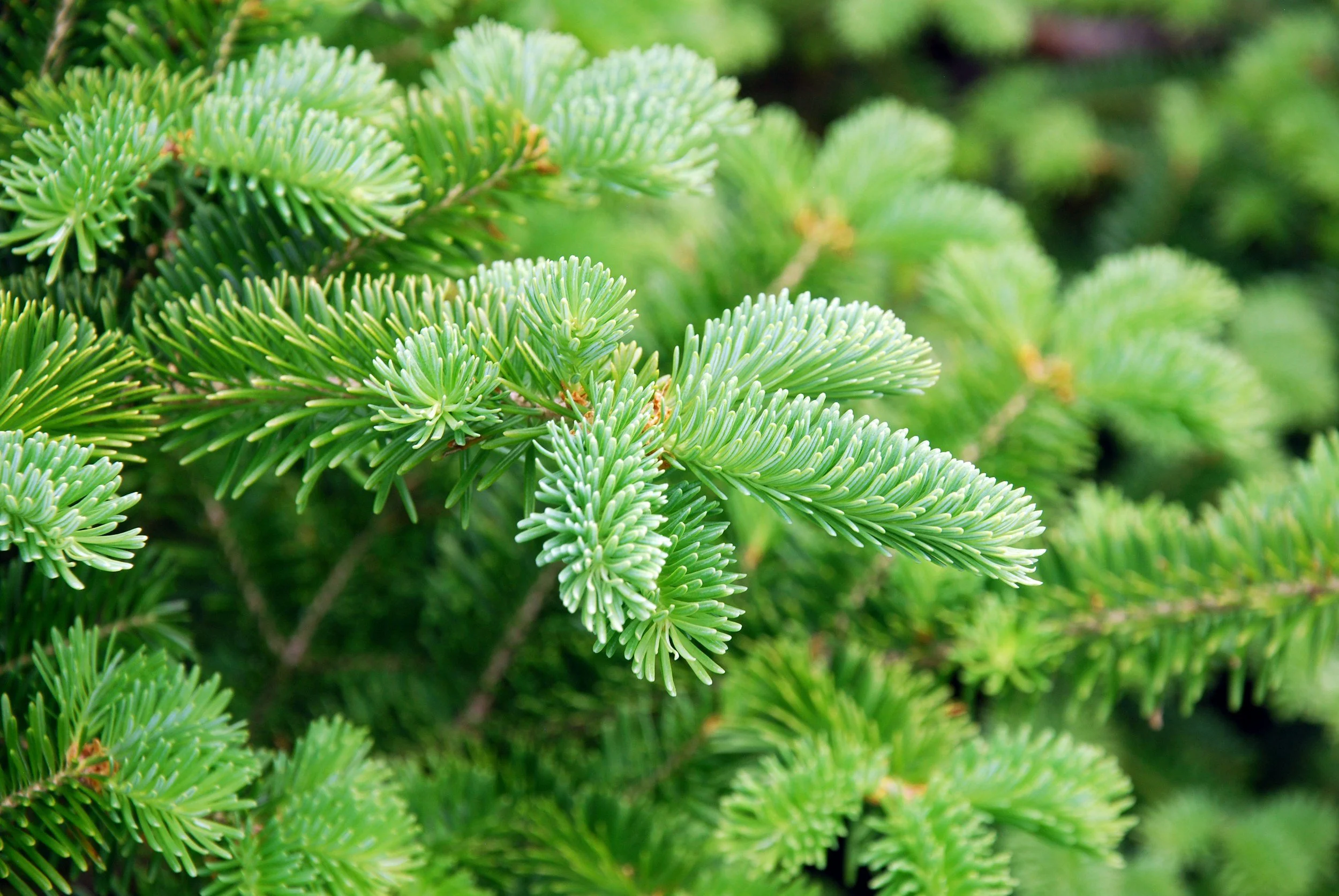 Norway Spruce