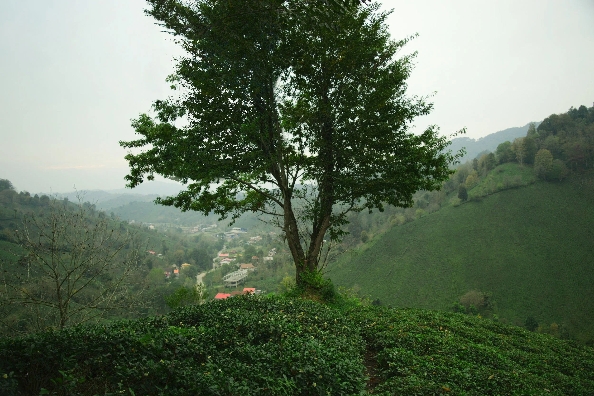 Espresso Kentucky Coffee Tree