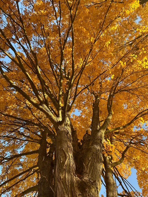 Sugar Maple
