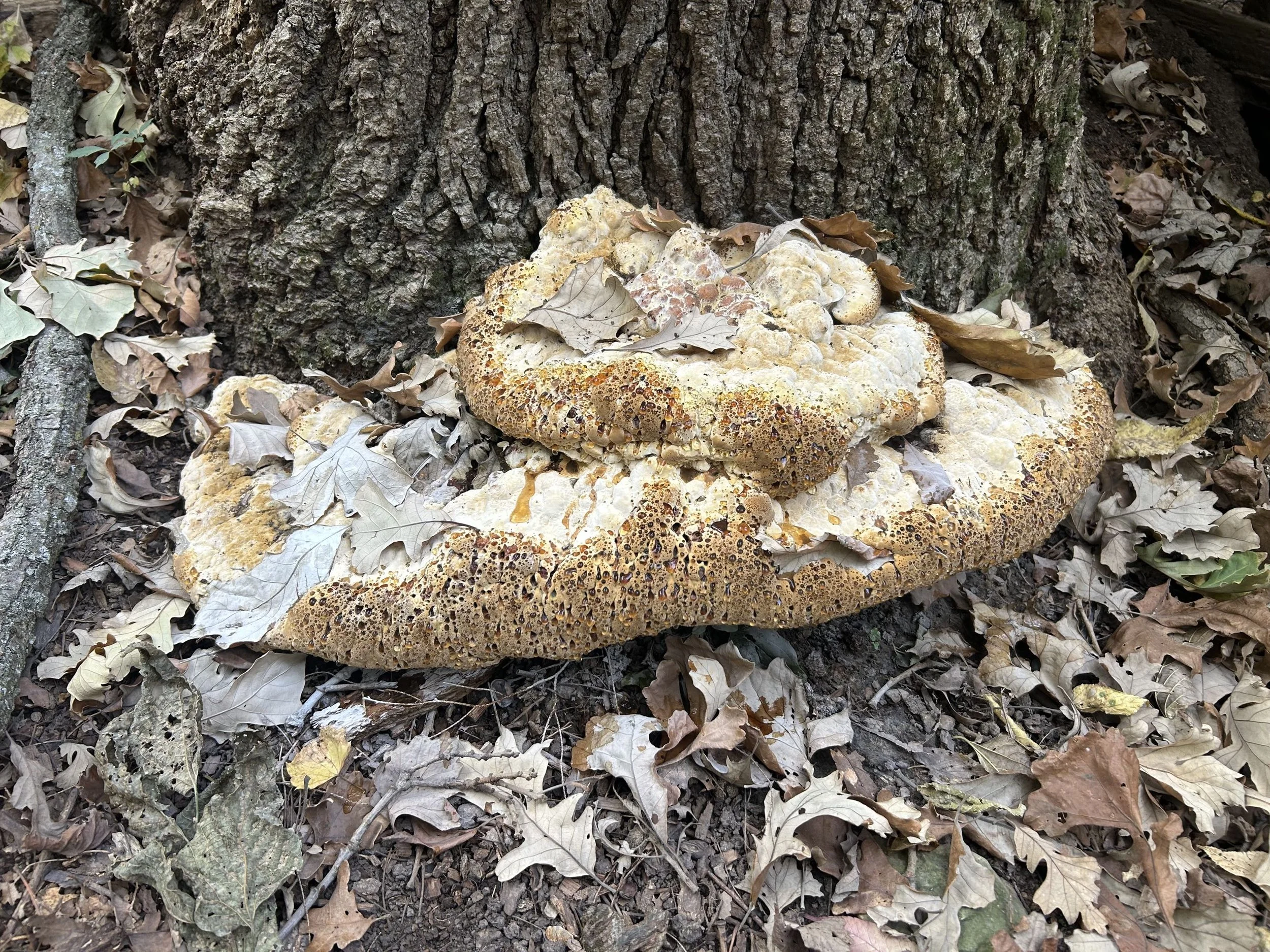 Help, I Have Mushrooms! What Fungi Can Tell You About Your Trees
