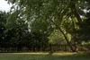 Ganoderma Rot Tree Tips from Hillcrest Tree Care Arborists