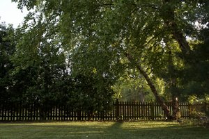 Ganoderma Rot Tree Tips from Hillcrest Tree Care Arborists