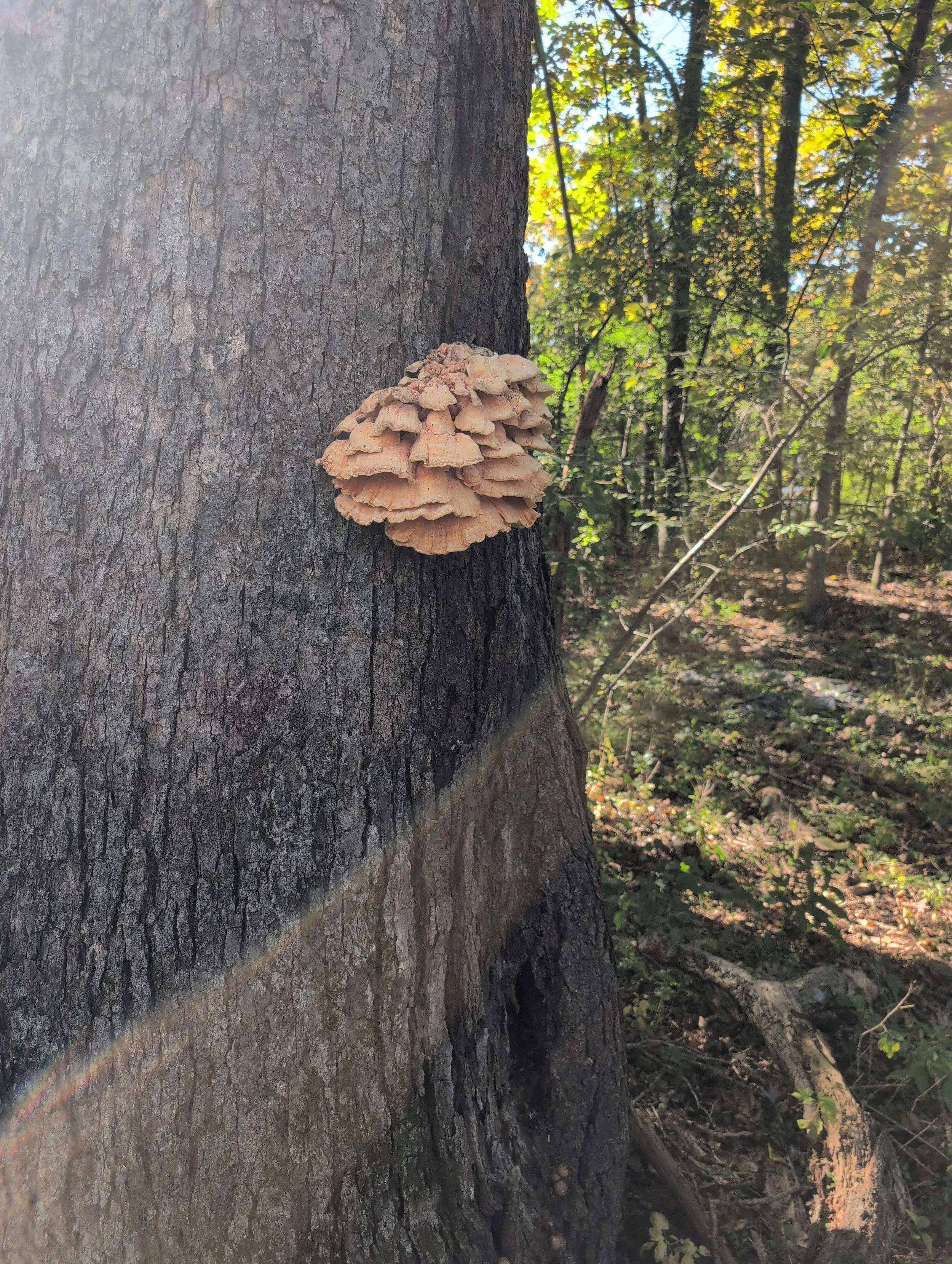 Chicken of the Woods fungus growing on an oak tree.