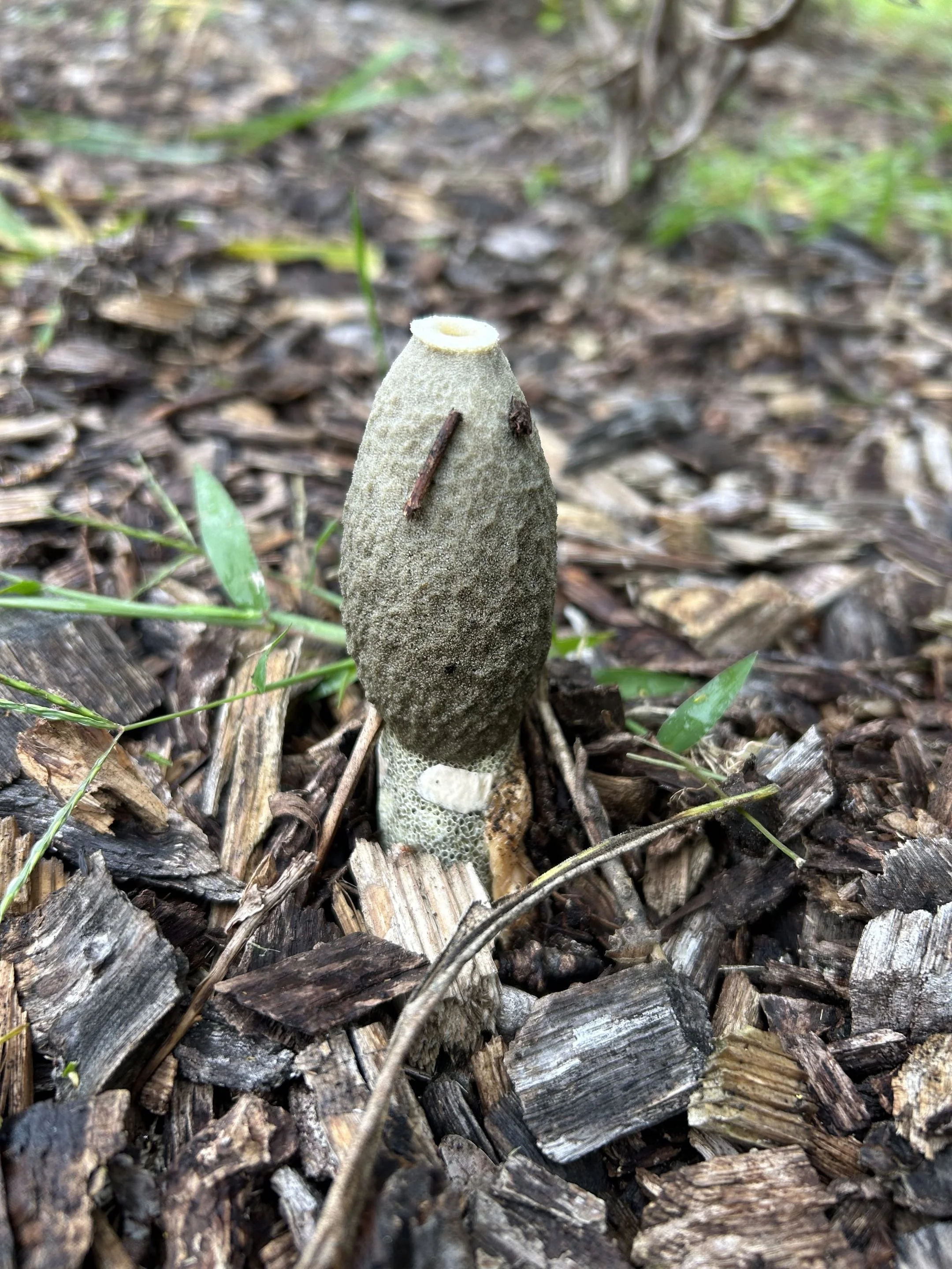 Stinkhorn growing in mulch bed.