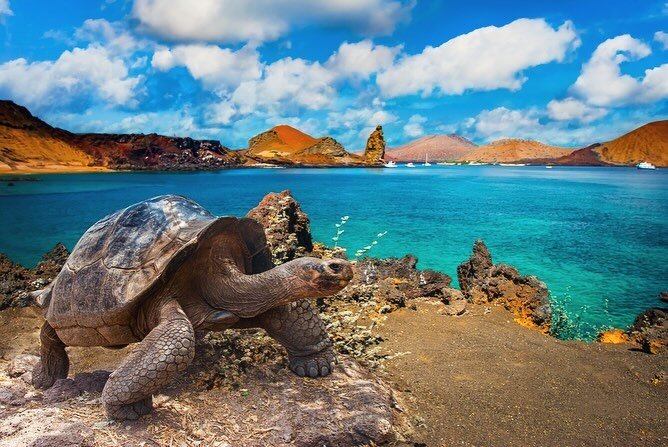 ✨ Galapagos Retreat announcement! ✨ Join me March 1st 2025 for a week at this breathtaking ecological wonderland in the islands off mainland Ecuador! Your retreat includes:
☀️Three Naturalist guided nature tours to explore wildlife &mdash; swim with 