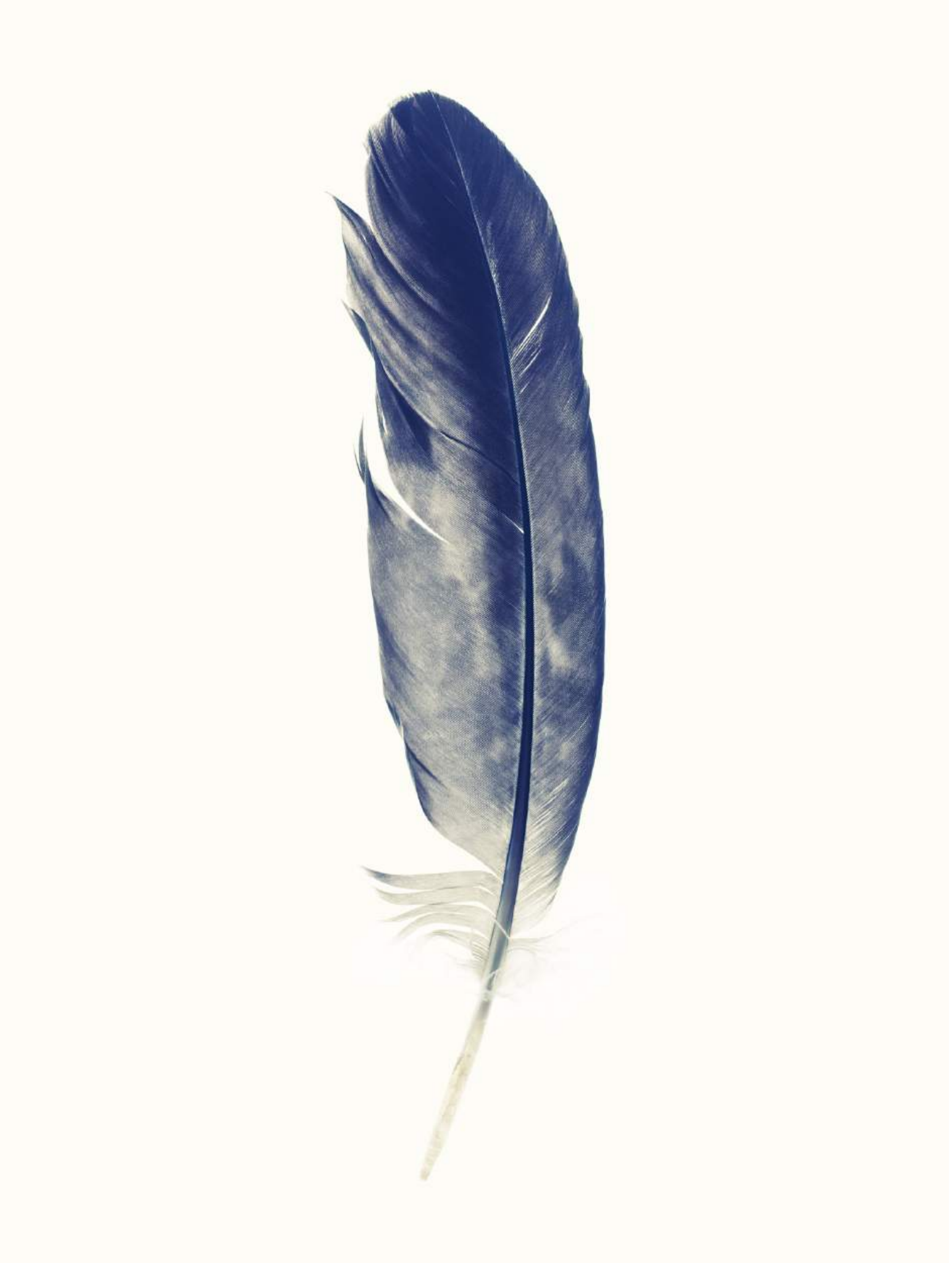Lyle Owerko, "Eagle Hunter Feather 2" 2015. Edition of 9 + 2 AP's. Giclee on textured fine art paper. 32 x 44 in.