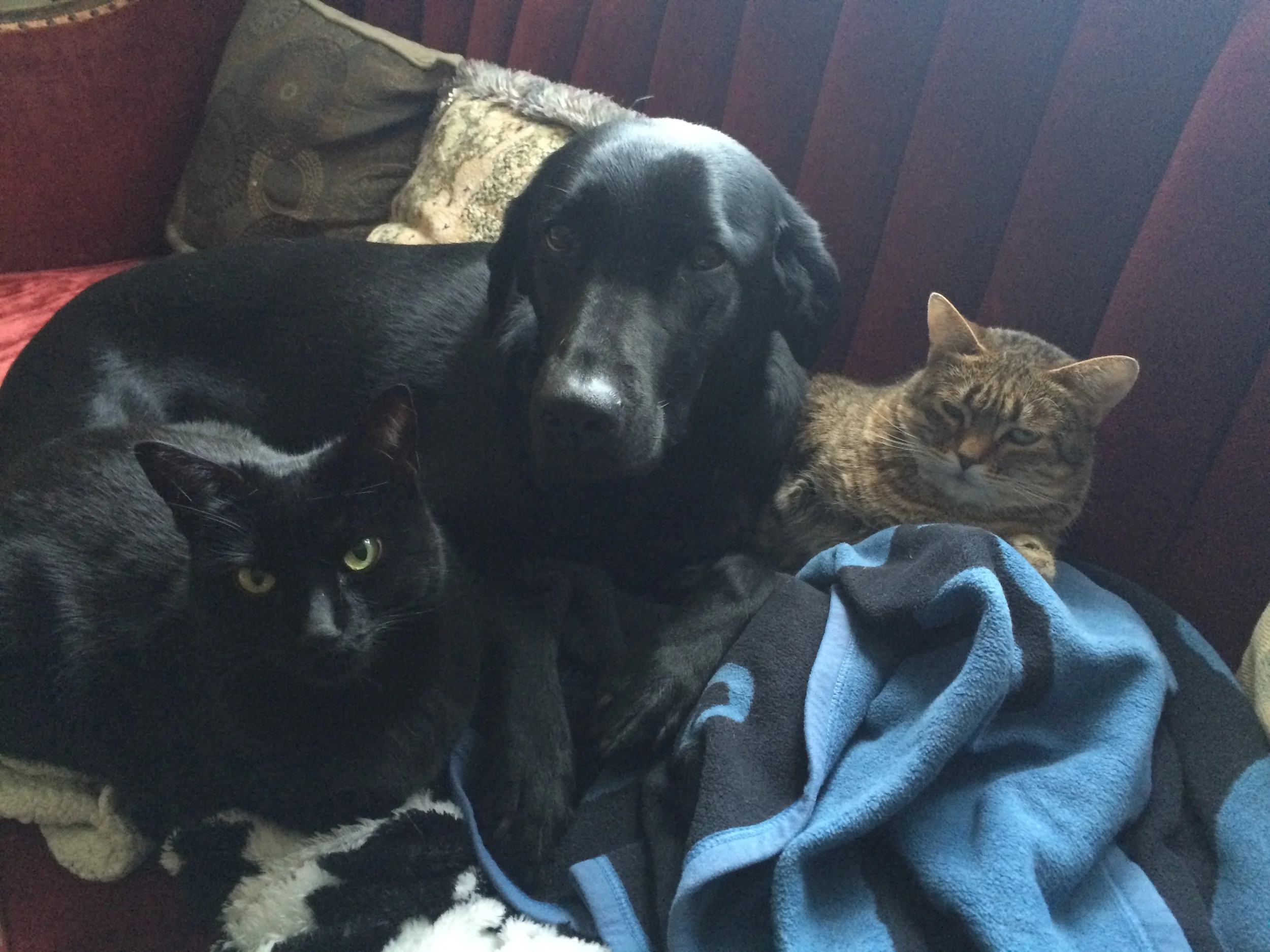 From left to right: Cathance, Archie, and Alsea