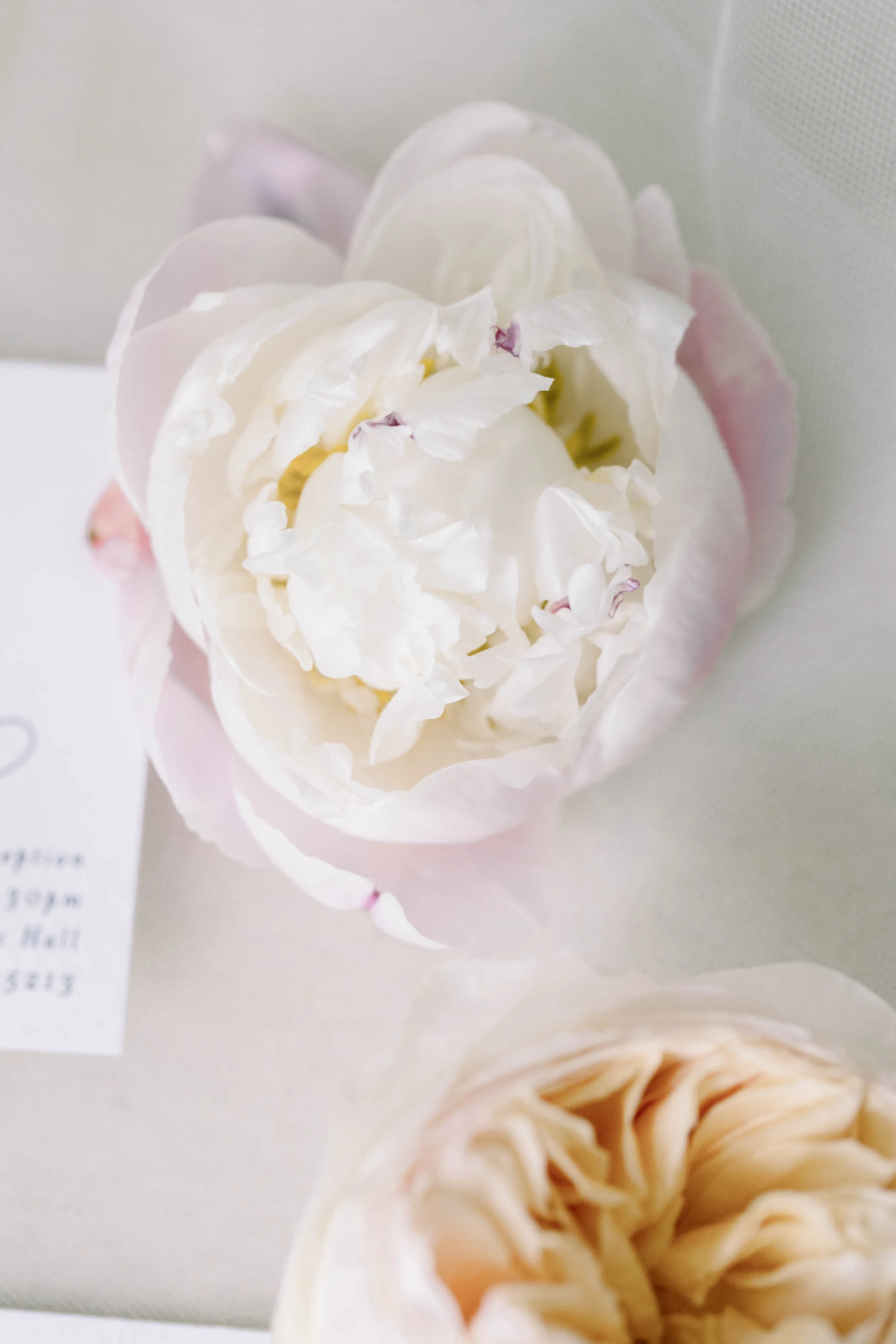 Abbie Tyler Photography (31 of 1255).jpg