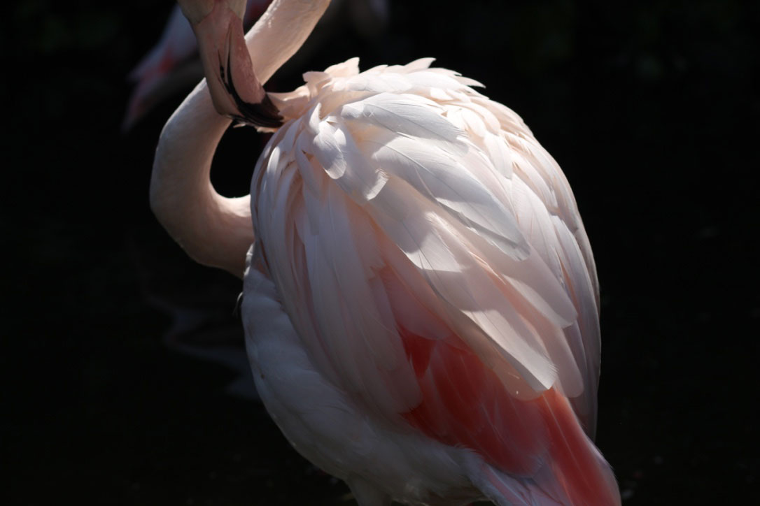 Personal flamingo photography