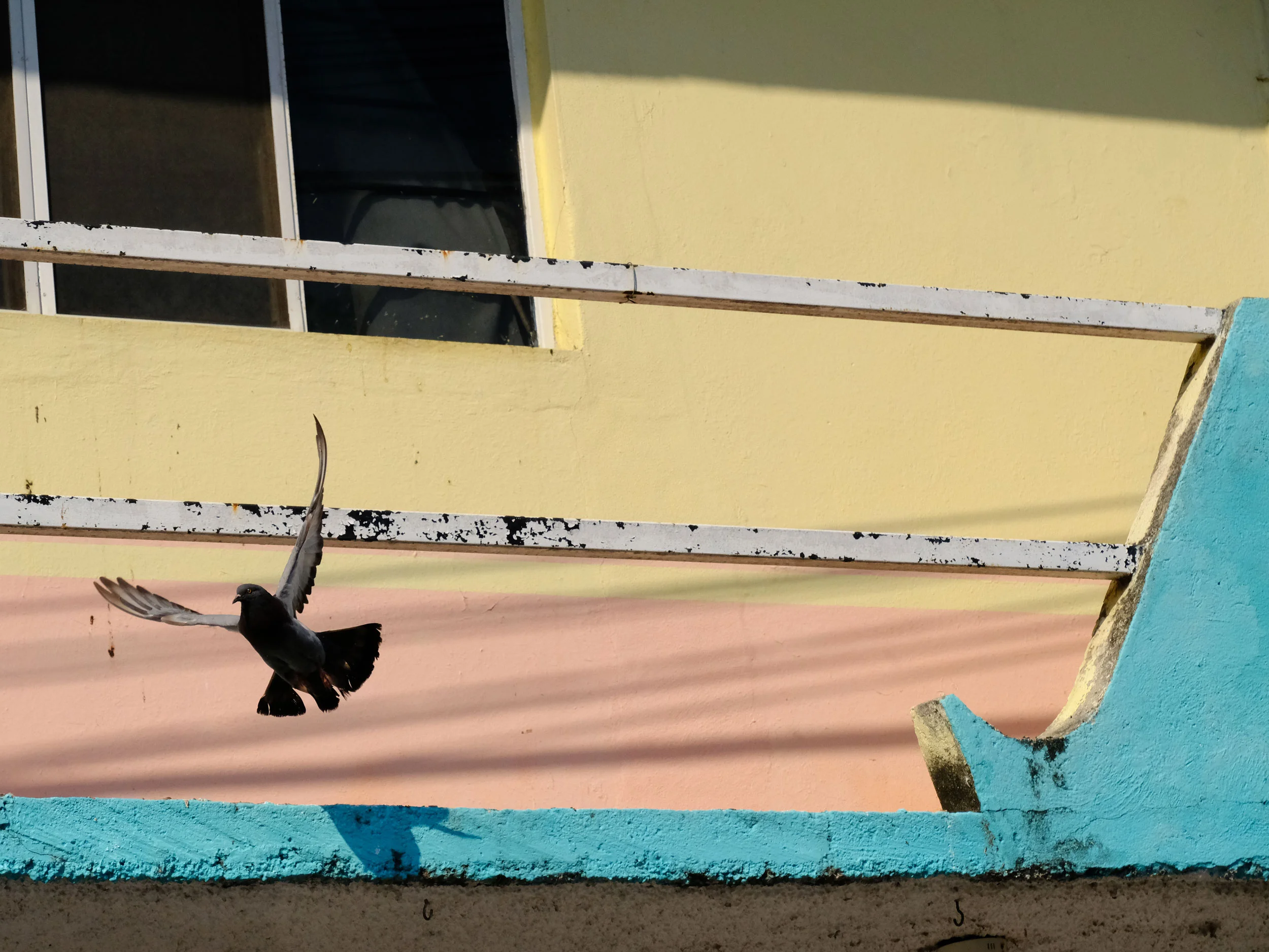 Pigeon in flight, Puerto Escondido, Mexico 