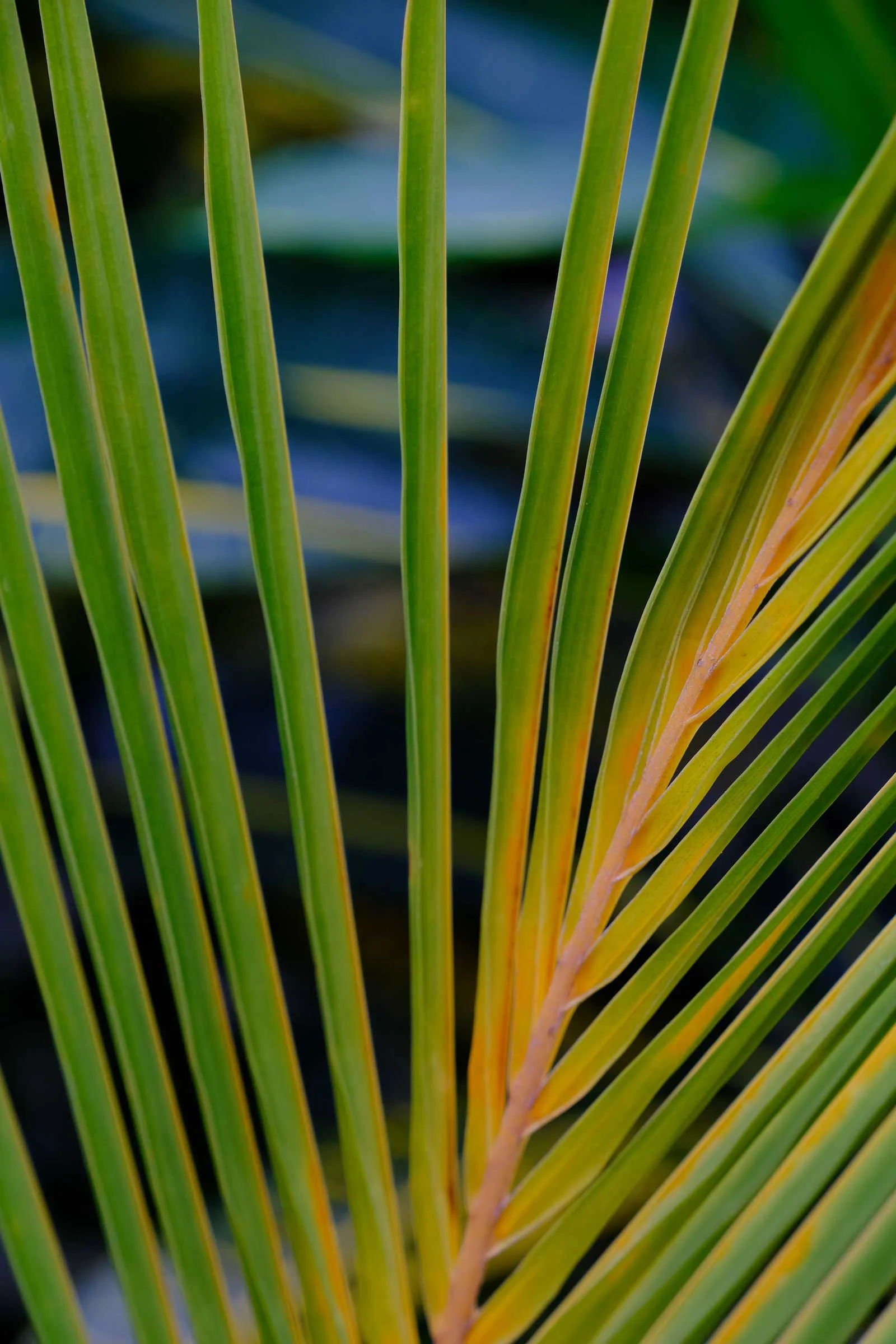 Palm-photo-1.jpg