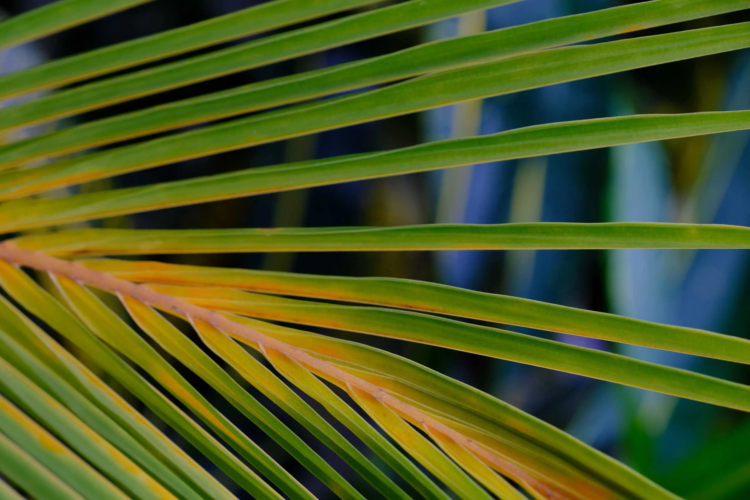 Palm-photo-1.jpg
