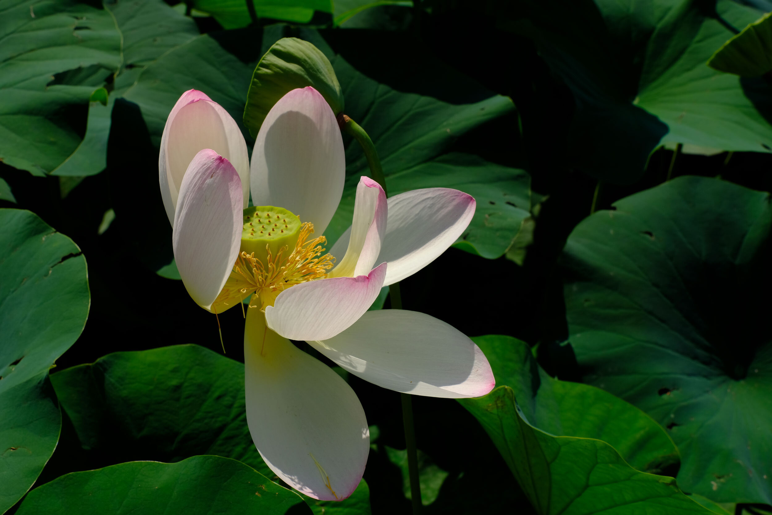Lotus, Villa Taranto Botanical Gardens