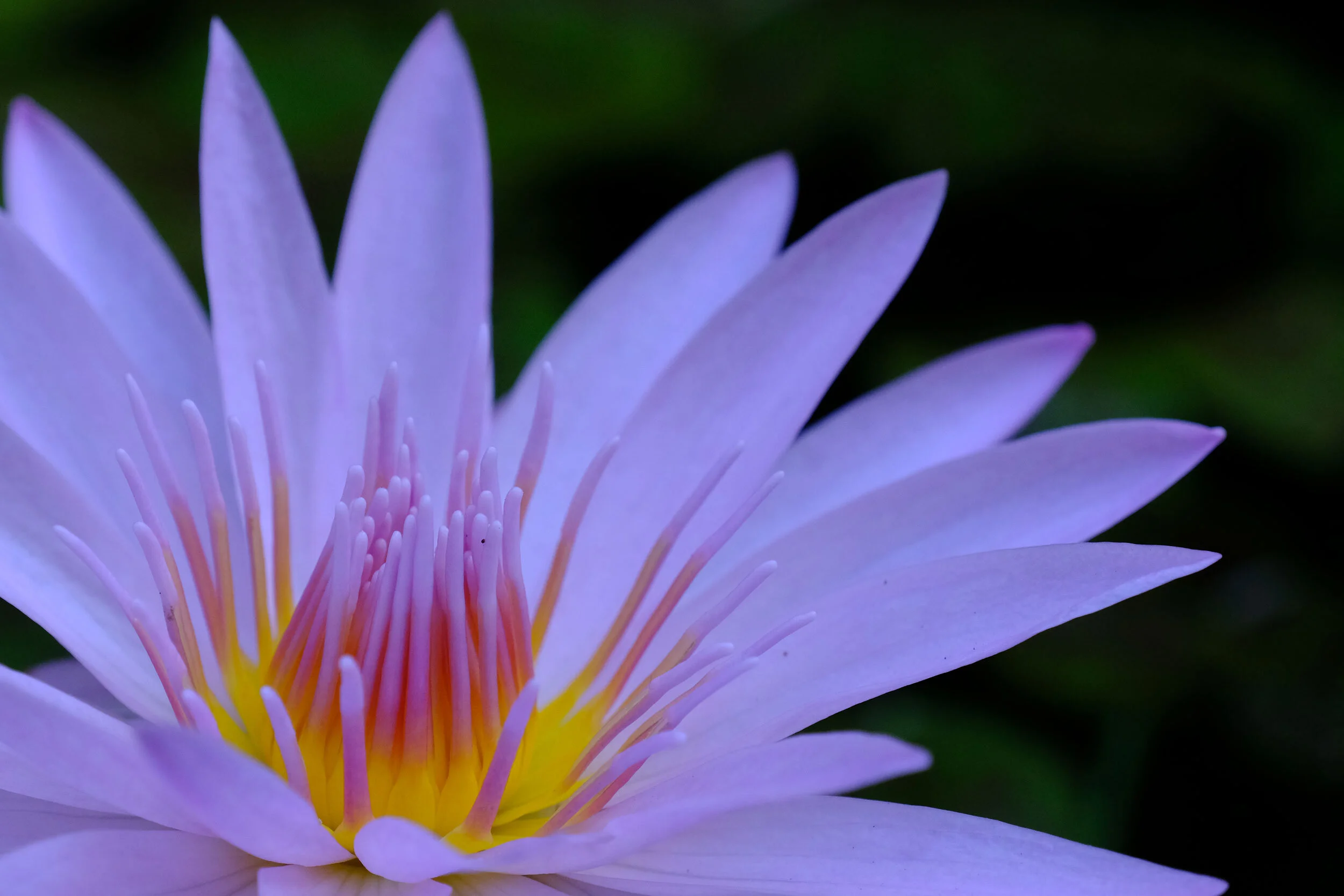 Water Lily Close up, Kew Gardens
