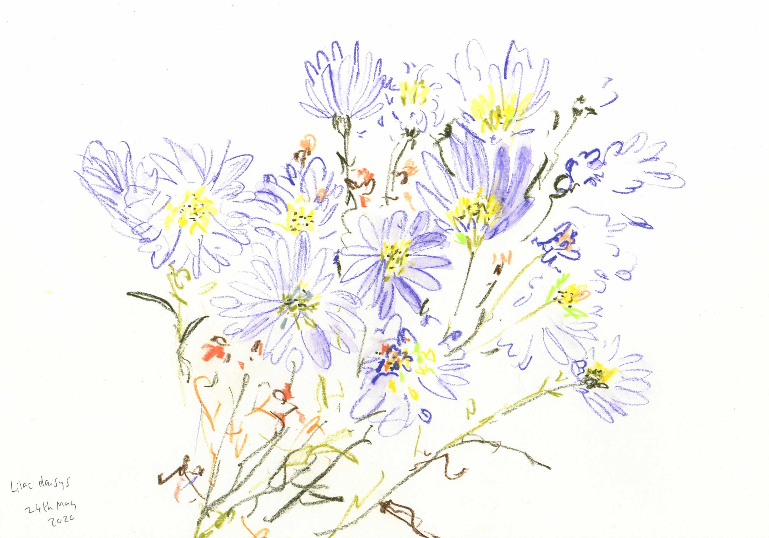 Lilac Daisy, 2020 