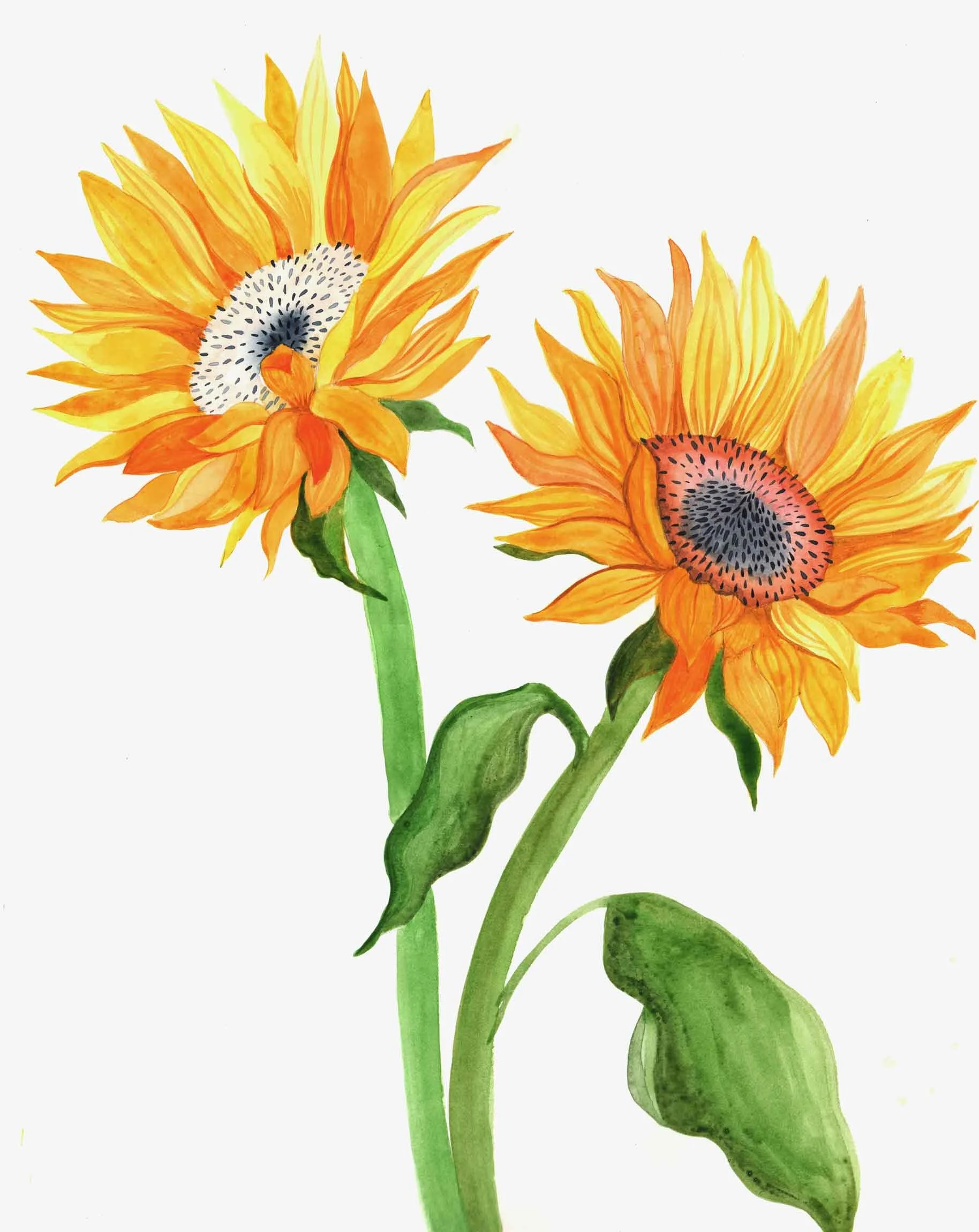 Sunflowers, 2020, watercolour 