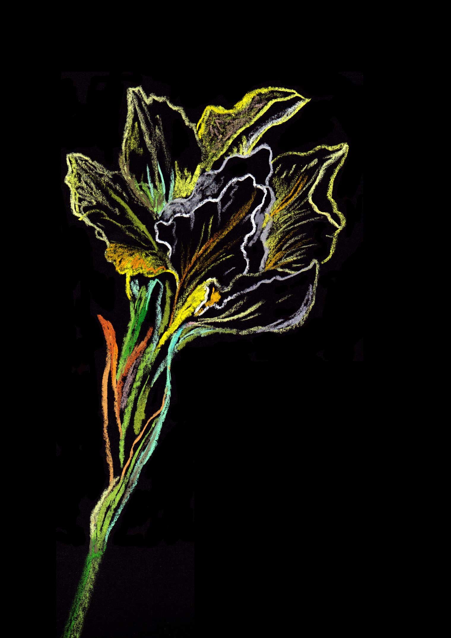 Yellow Iris, Pastel on Black Paper