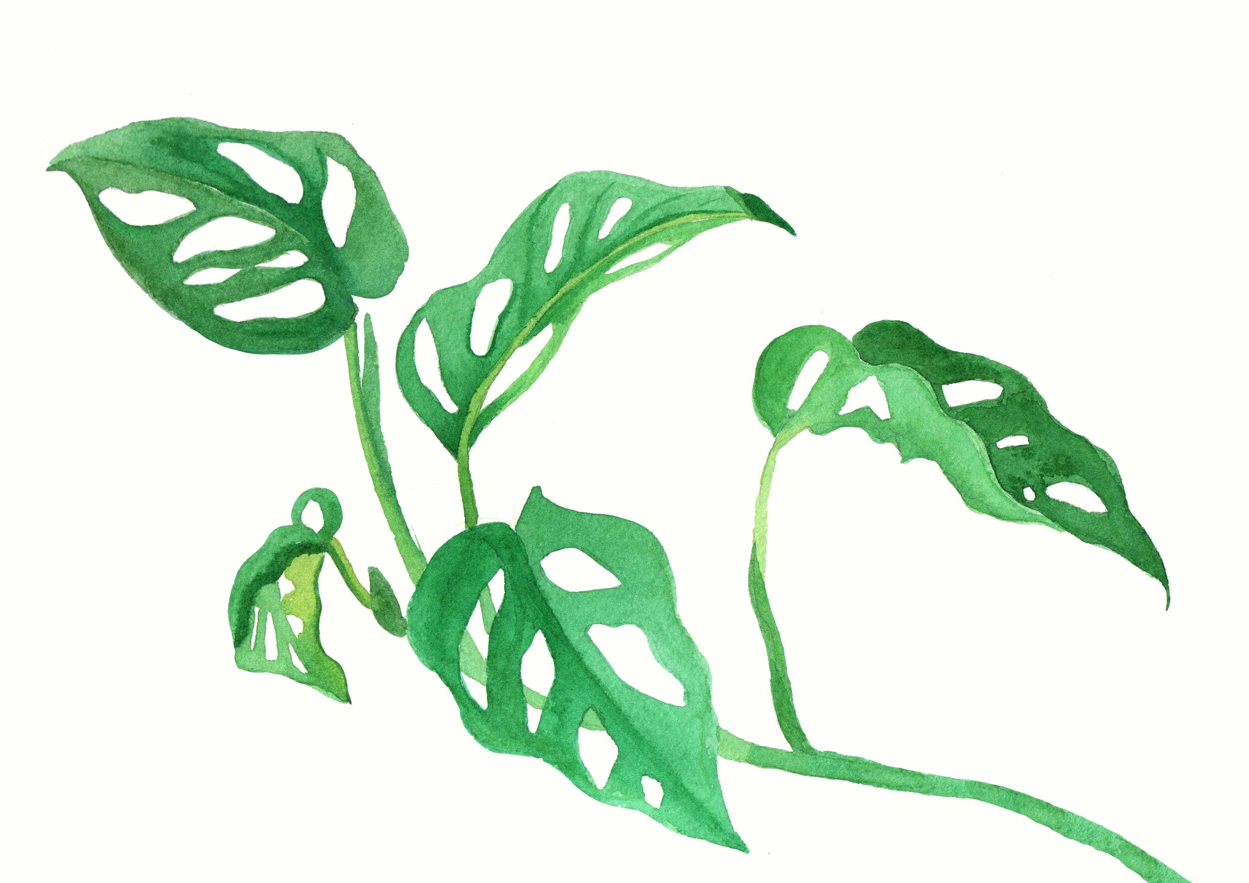Monstera in Watercolour