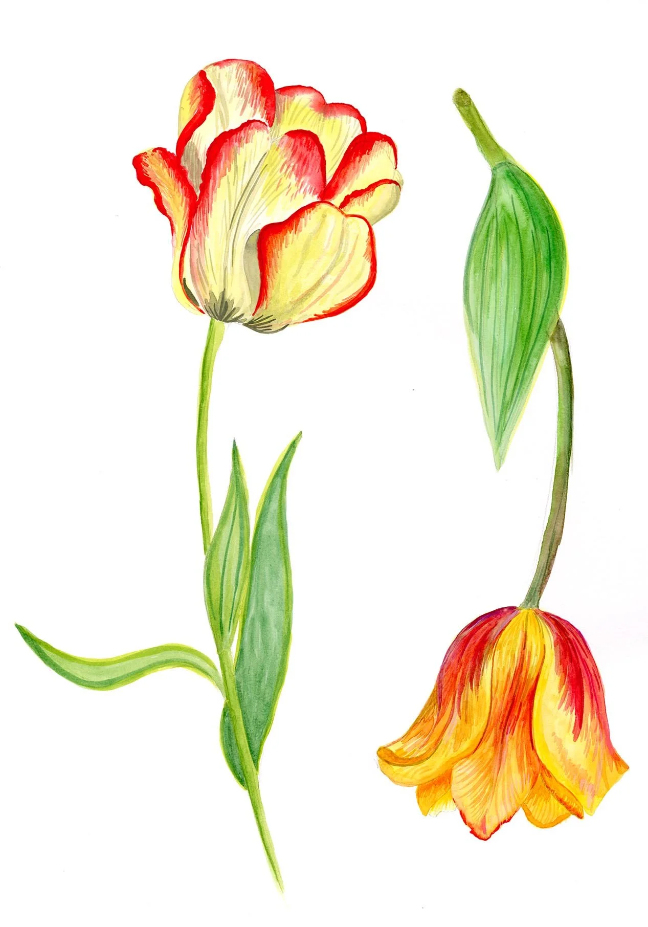 Tulip Paintings, 2024