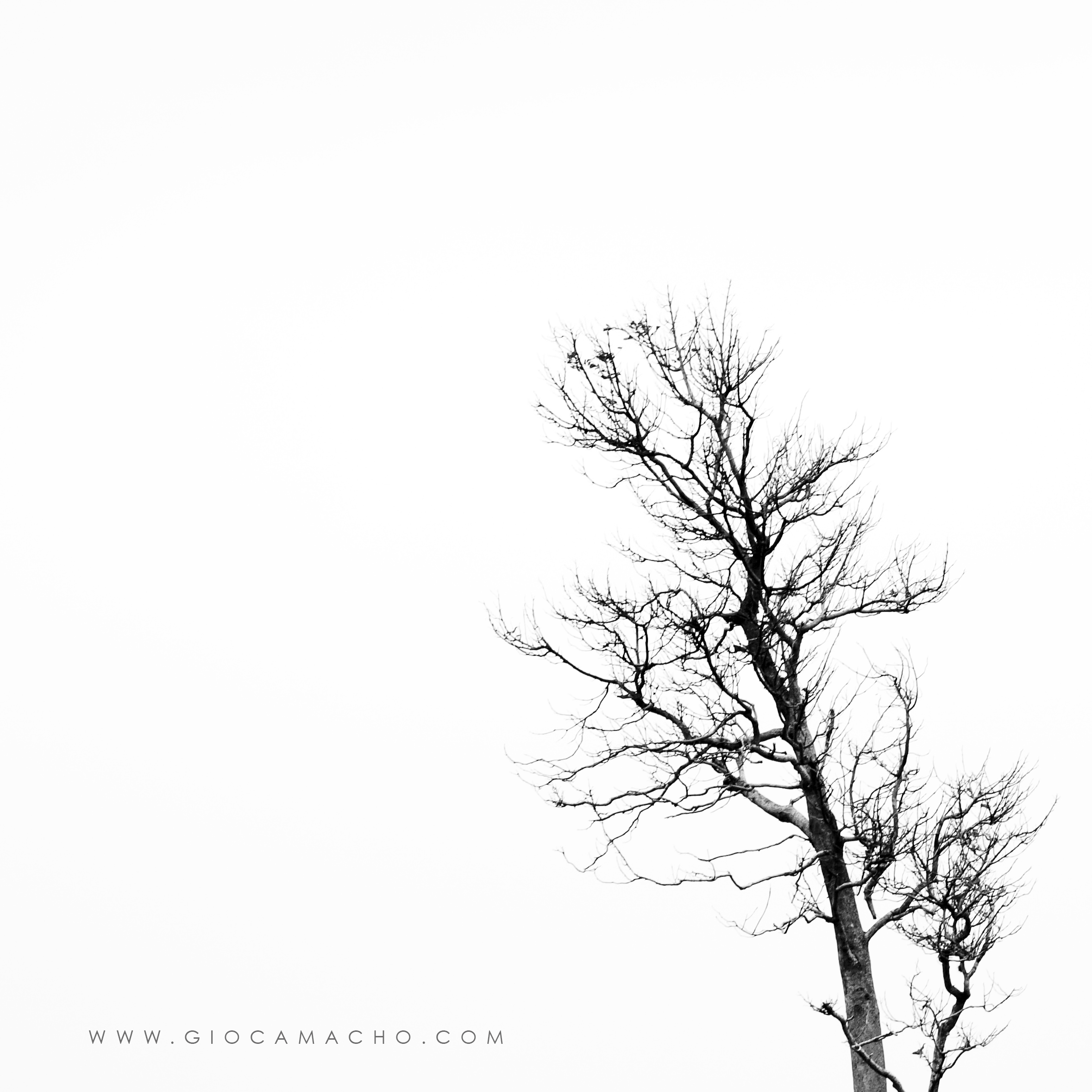 minimalist tree.jpg