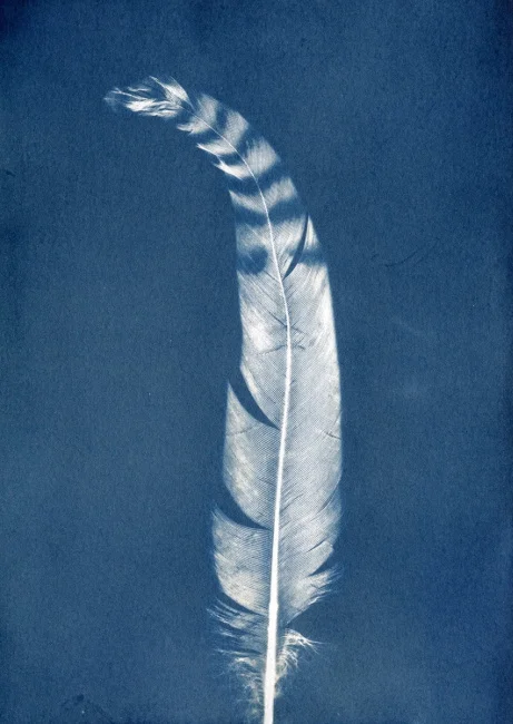 Single Feather 5x7 6-1-2016 WEB.jpg