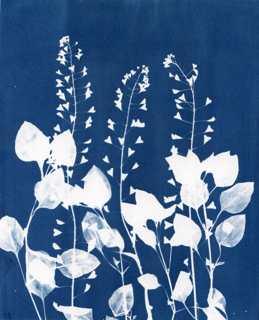 Botanical Cyanotype Photogram