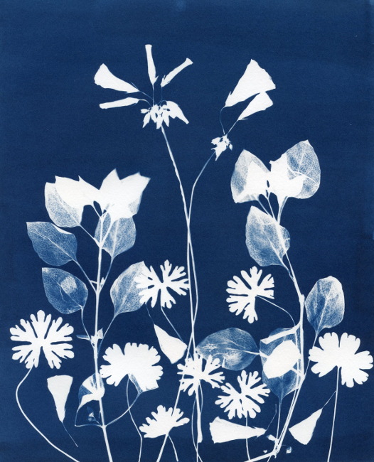 Botanical Cyanotype Photogram