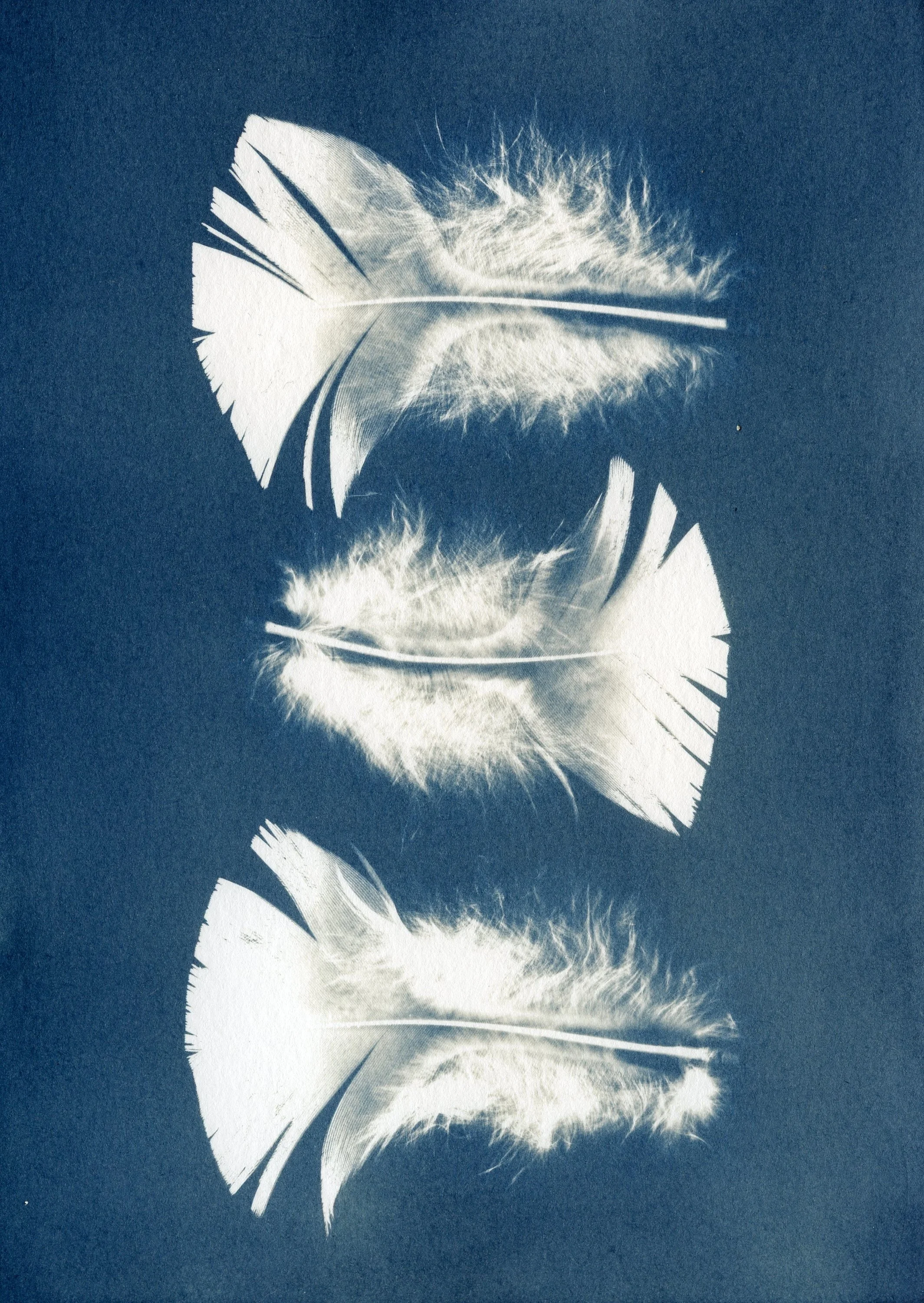 Turkey Feathers