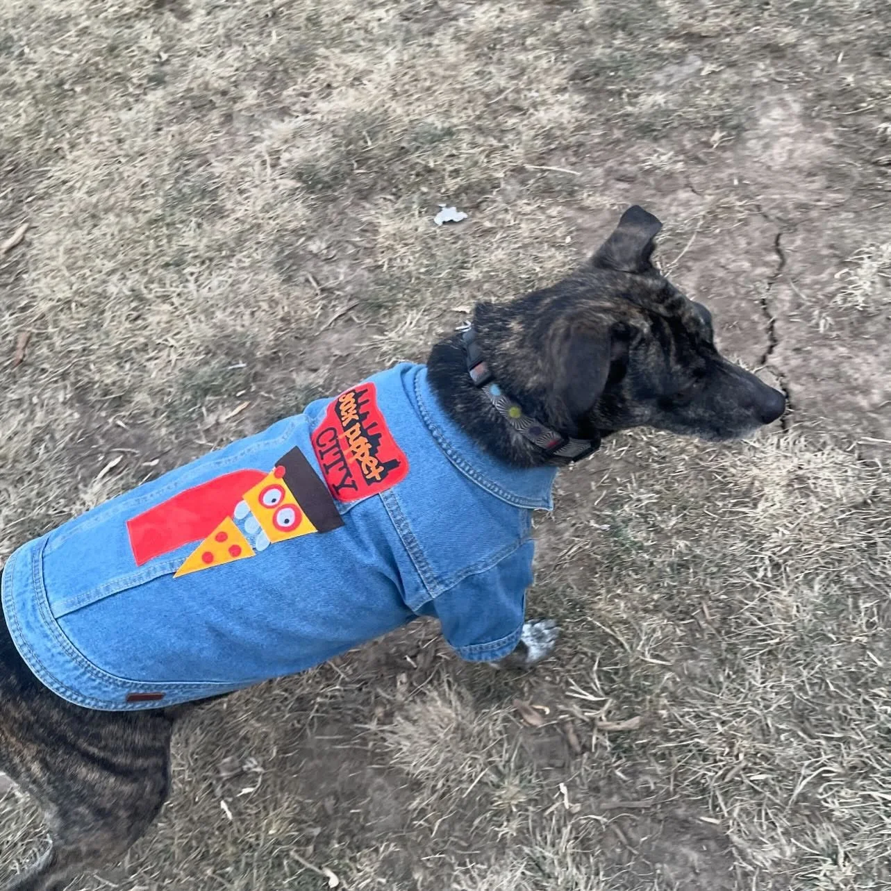 We got gifted some incredible gear made custom for us by Rawhide Creek Revivals, and here&rsquo;s our gal Noodleboots modeling. Our Pizza the Puppet Denim dog coat is next level, they do inspired work upcycling! Thank you Sheryl Walter for the gift a