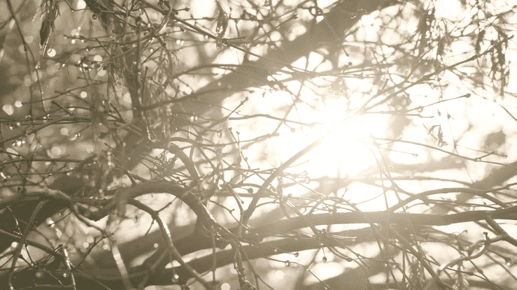 ECUADANE BRANDING-high.gif