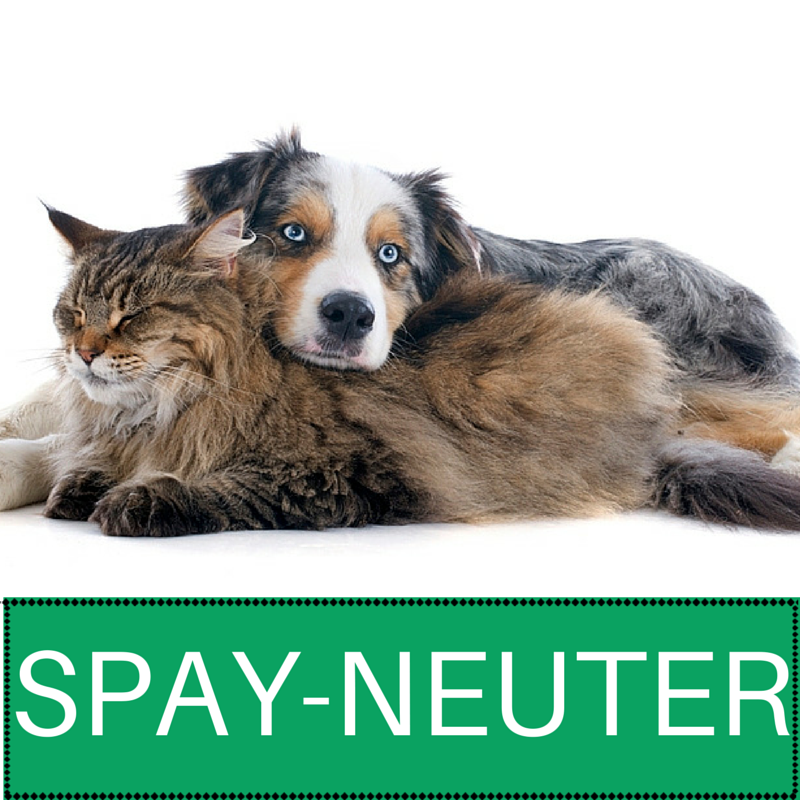 Shop — Animal Rescue Kare