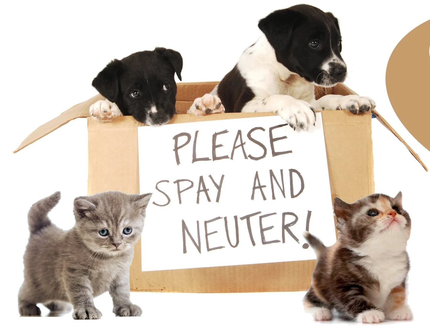 ARK's Spay-Neuter-Rabies Voucher Event