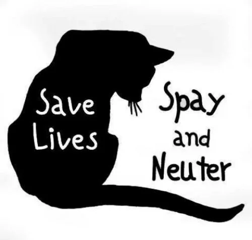 Valentine BRAWA Cat Voucher Sale