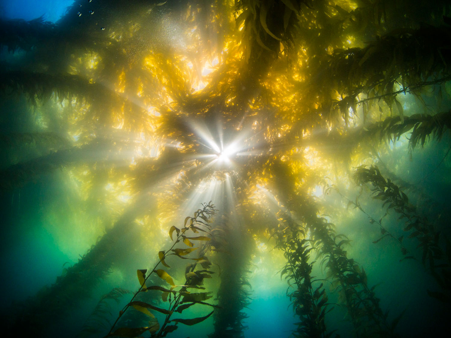 kelp-canopy.jpg