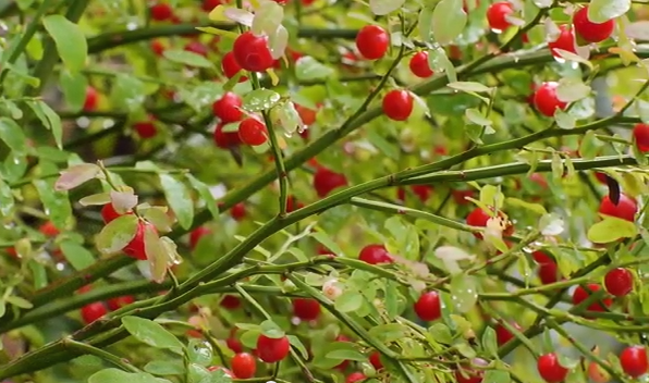 Huckleberries for Watershed.png