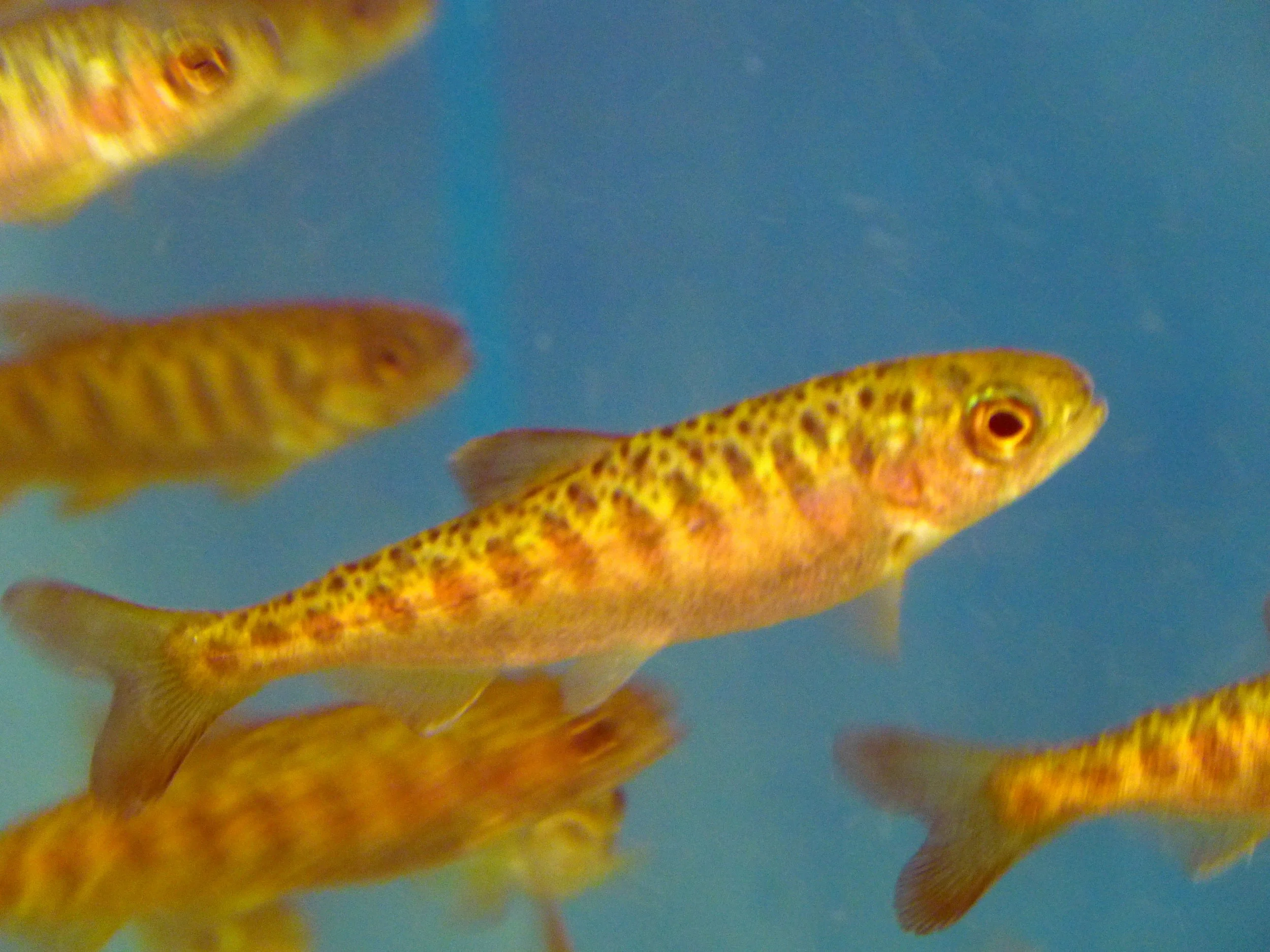 King salmon fry in an observation tank at the Whitehorse Rapids fish ladder