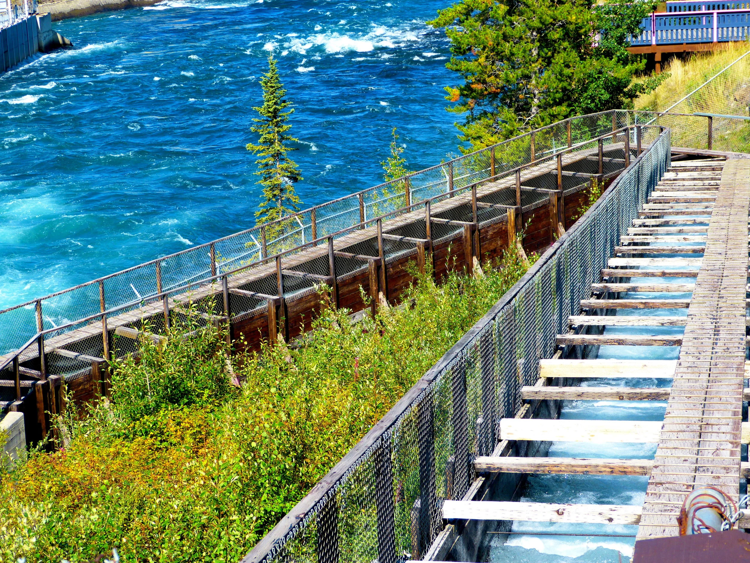 Migrating salmon use the world’s longest fish ladder to pass Whitehorse Rapids Dam, the only human obstruction in the Yukon River system.