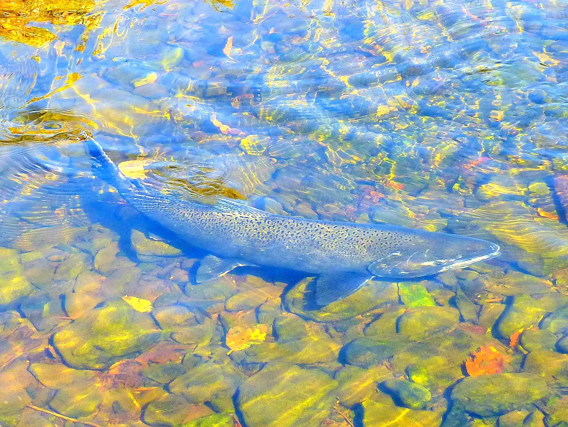 King salmon darken as they swim toward their upriver spawning grounds.