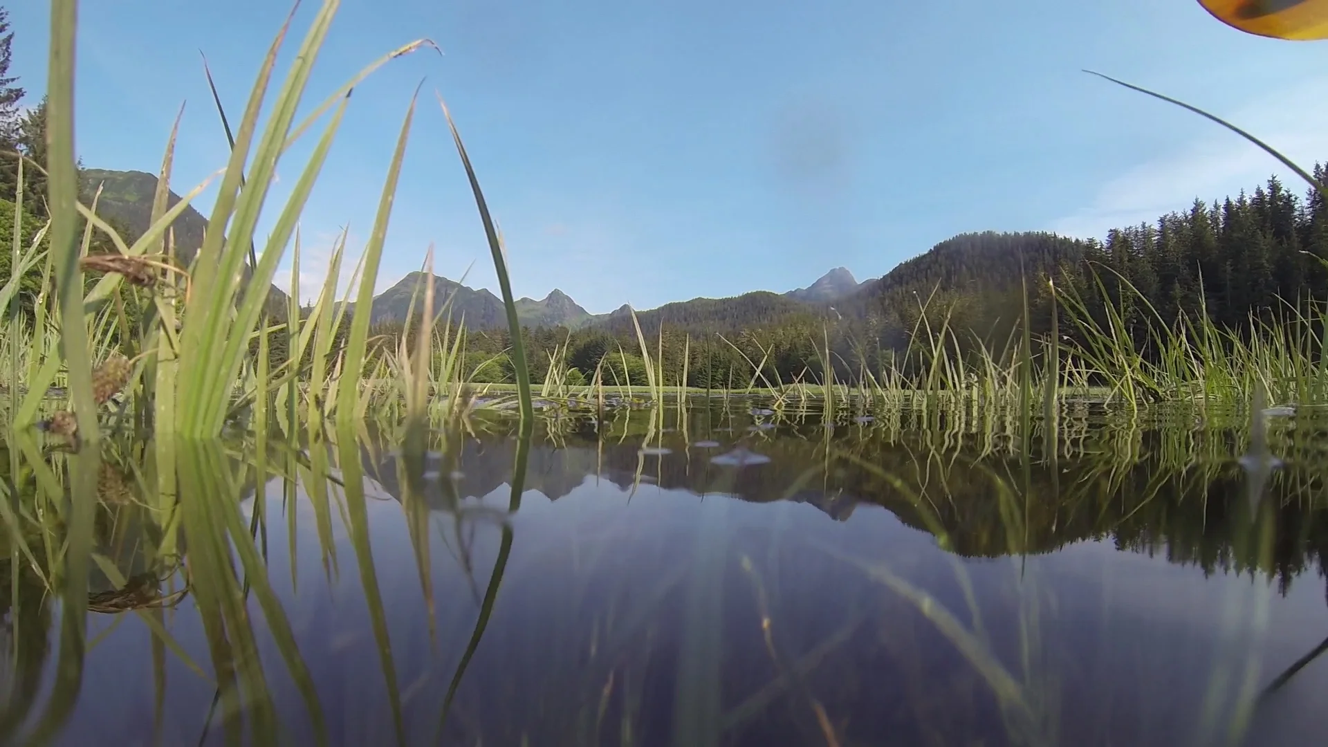 Even the smallest estuaries provide important habitat for salmon. Starrigavan Creek Estuary, near Sitka. Photo credit: Liz McKenzie
