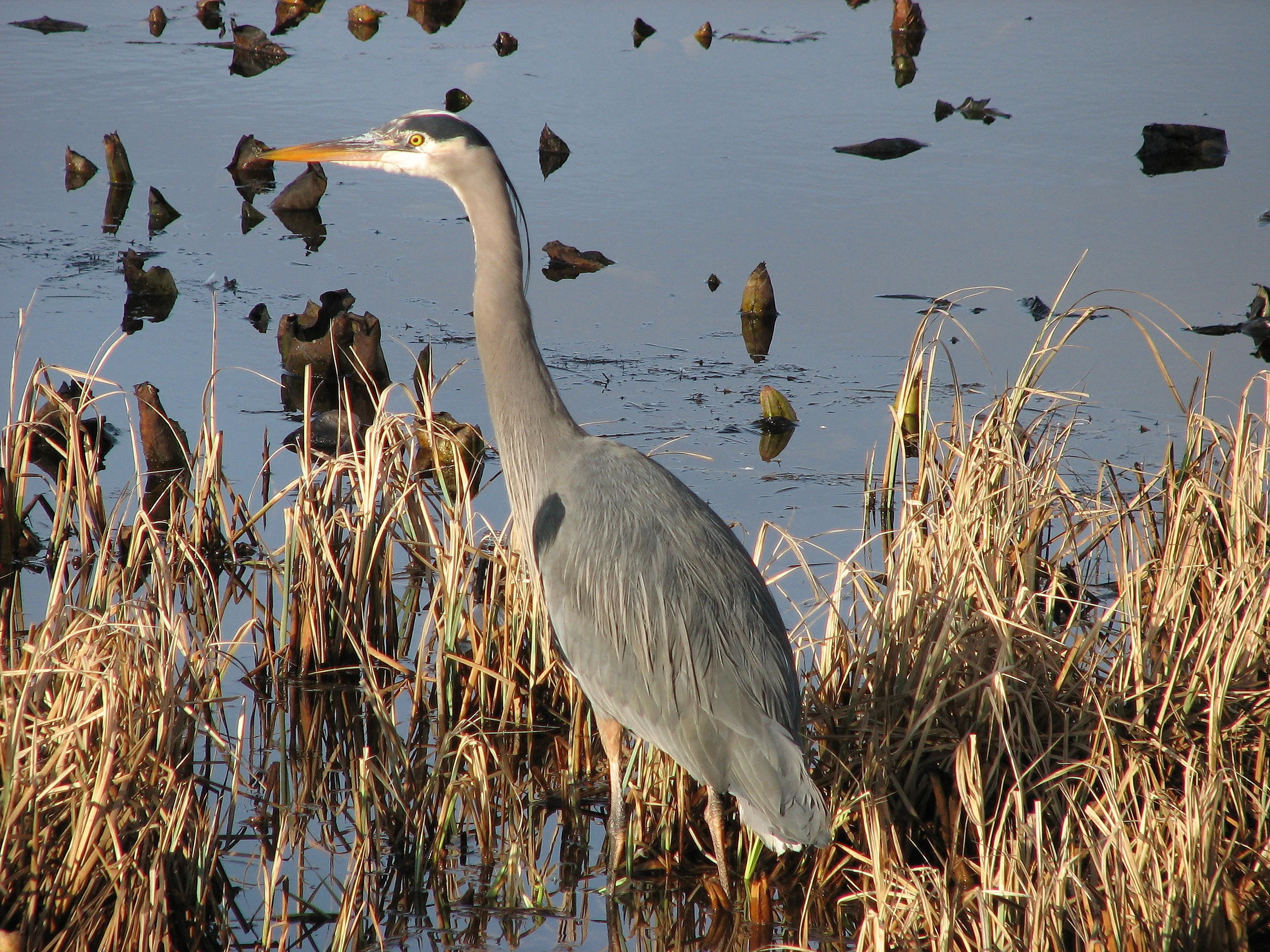 Great blue heron hunting for small fish. Photo credit: Richard Nelson.