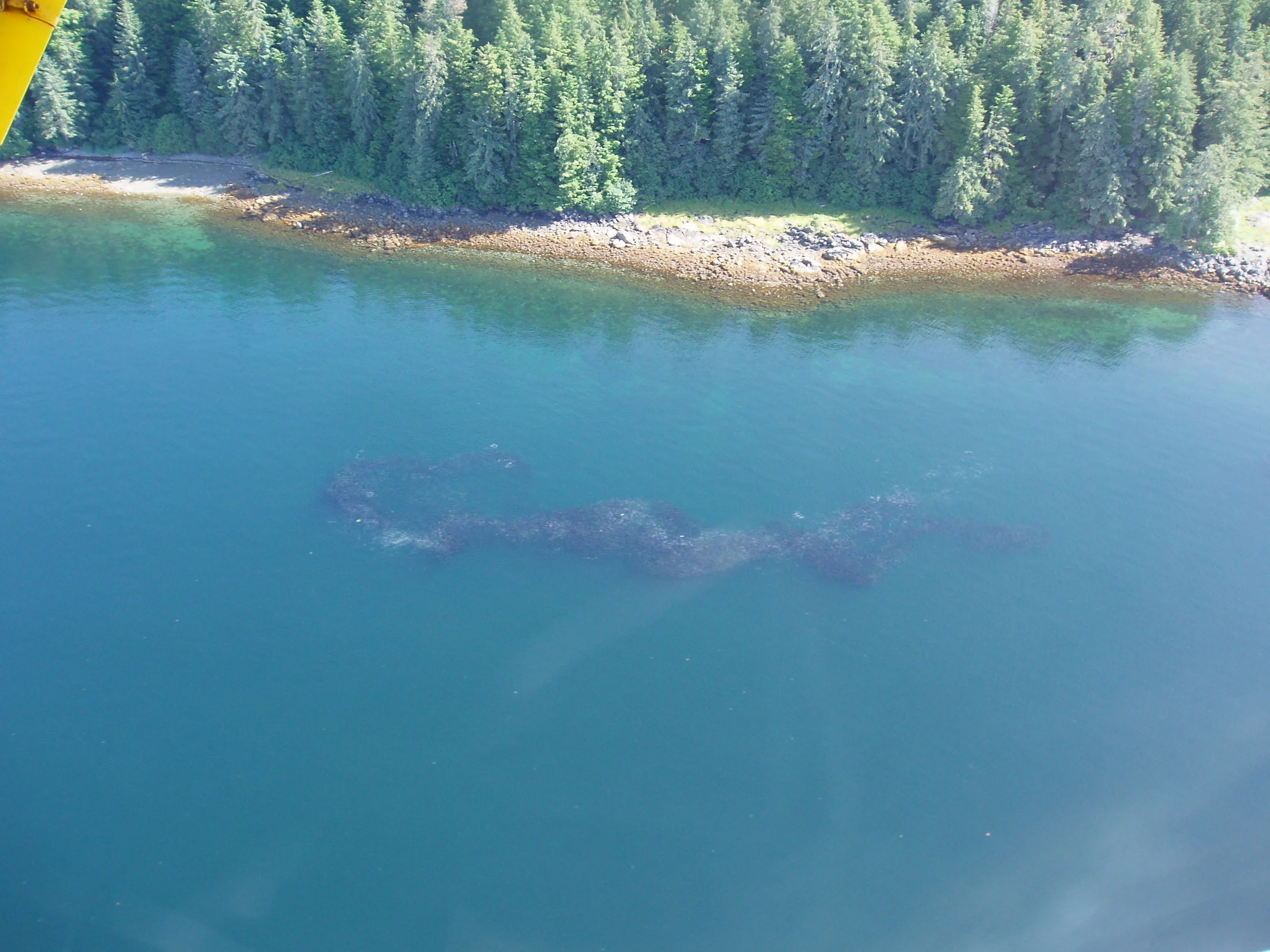 Thousands of adult pink salmon in Starrigavin Bay, heading for the estuary. Photo credit: ADF&G.