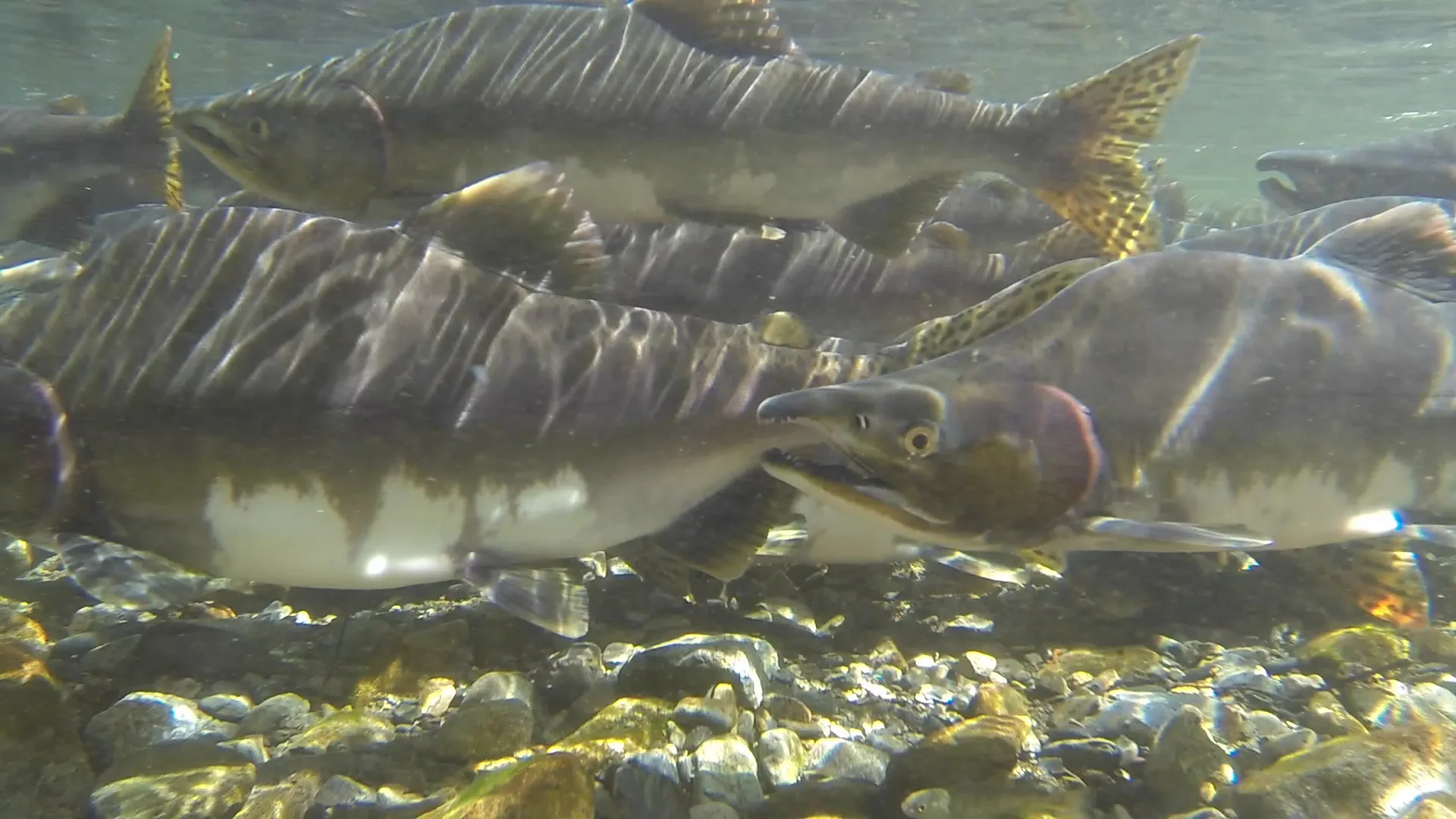 Pink salmon running up the creek to spawn. Photo credit: Liz McKenzie.