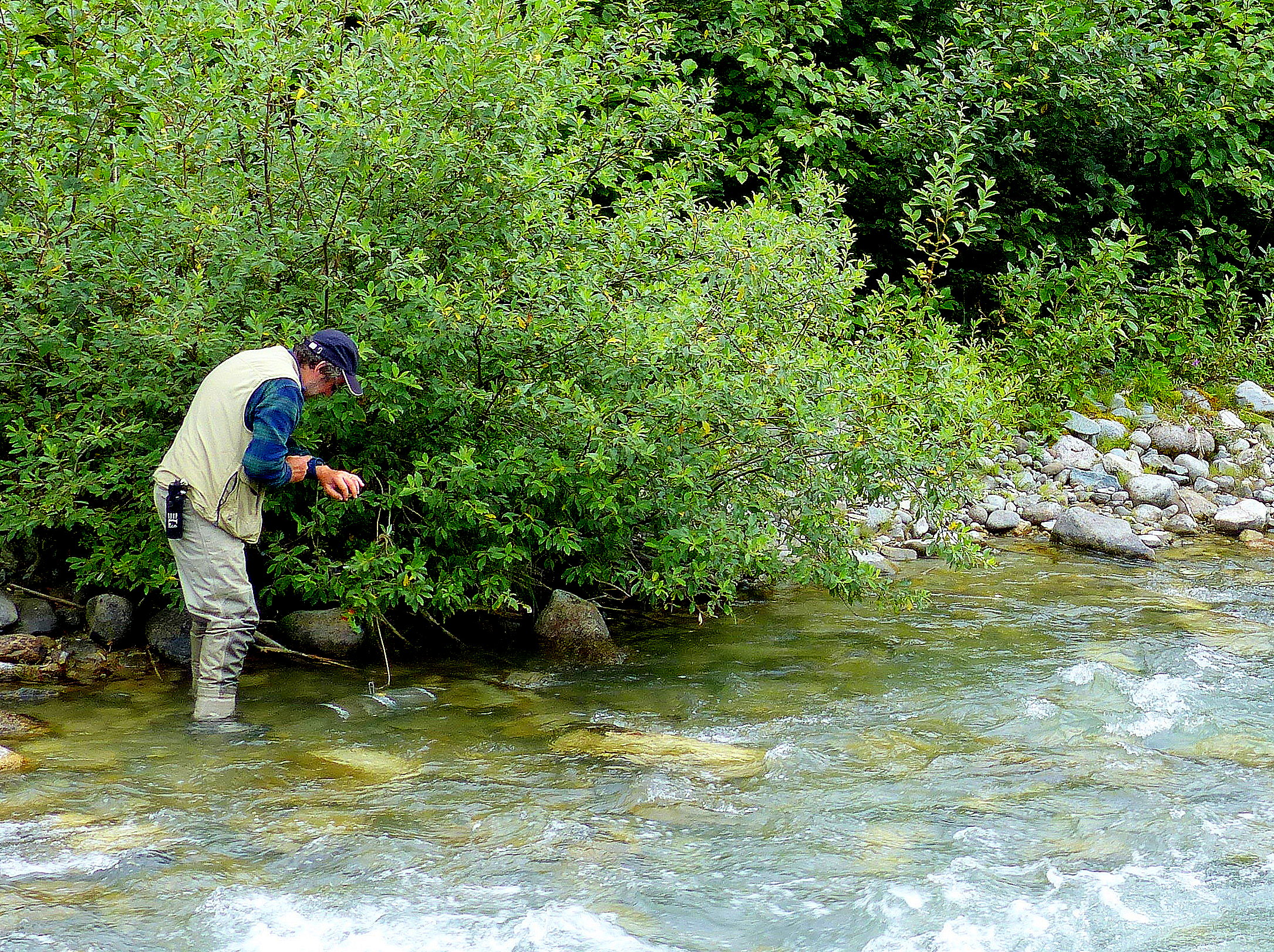 Dr. Sandy Milner, sets a trap to catch young salmon for his research on streams in Glacier Bay National Park.