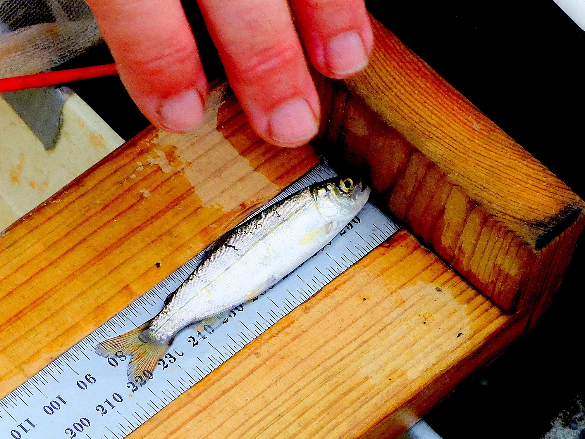 This young chum salmon is quickly measured and weighed, then gently released back into its home stream.