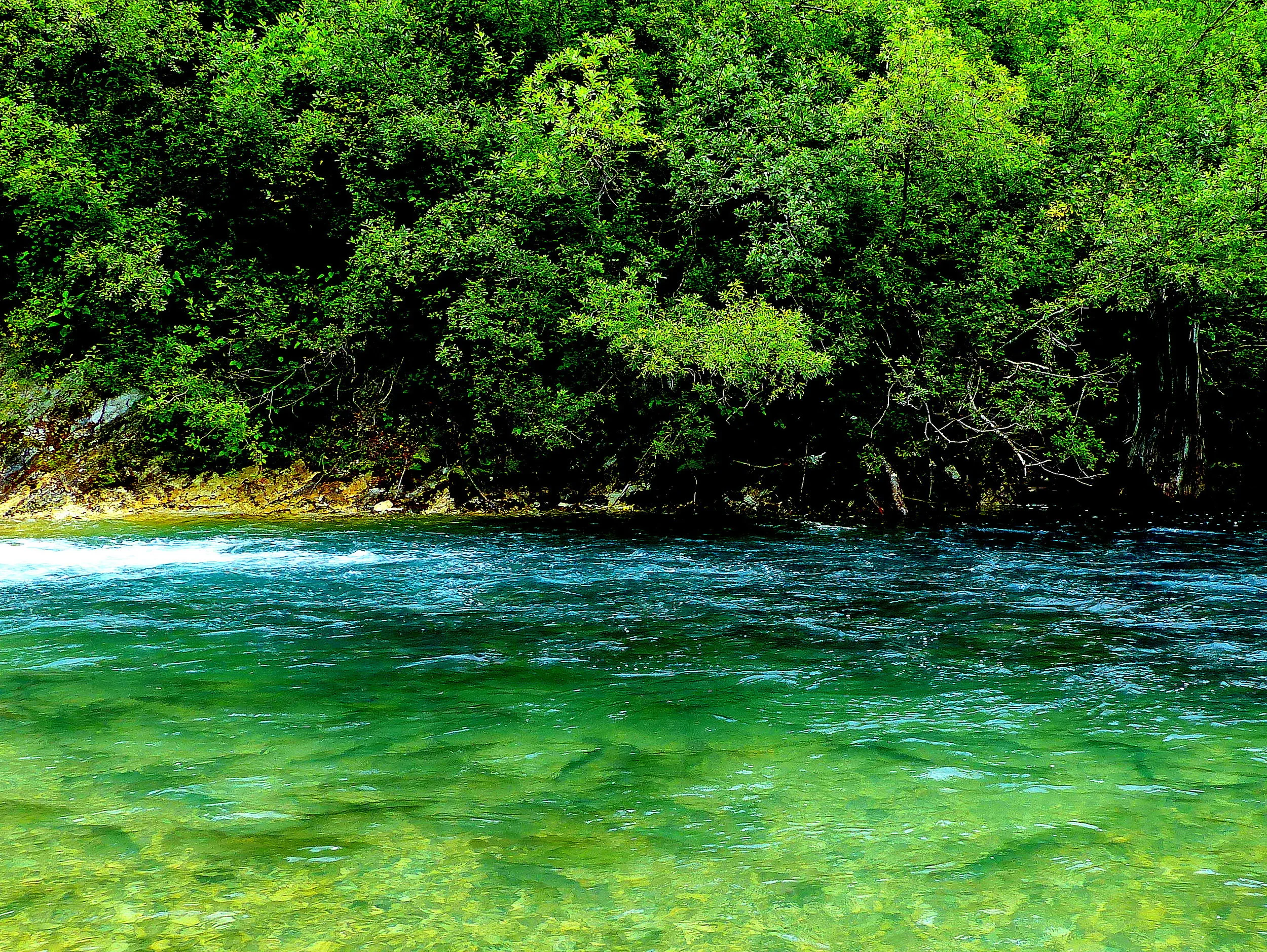 Several thousand salmon chum salmon gather every summer to spawn where an immense glacier stood about 50 years ago.